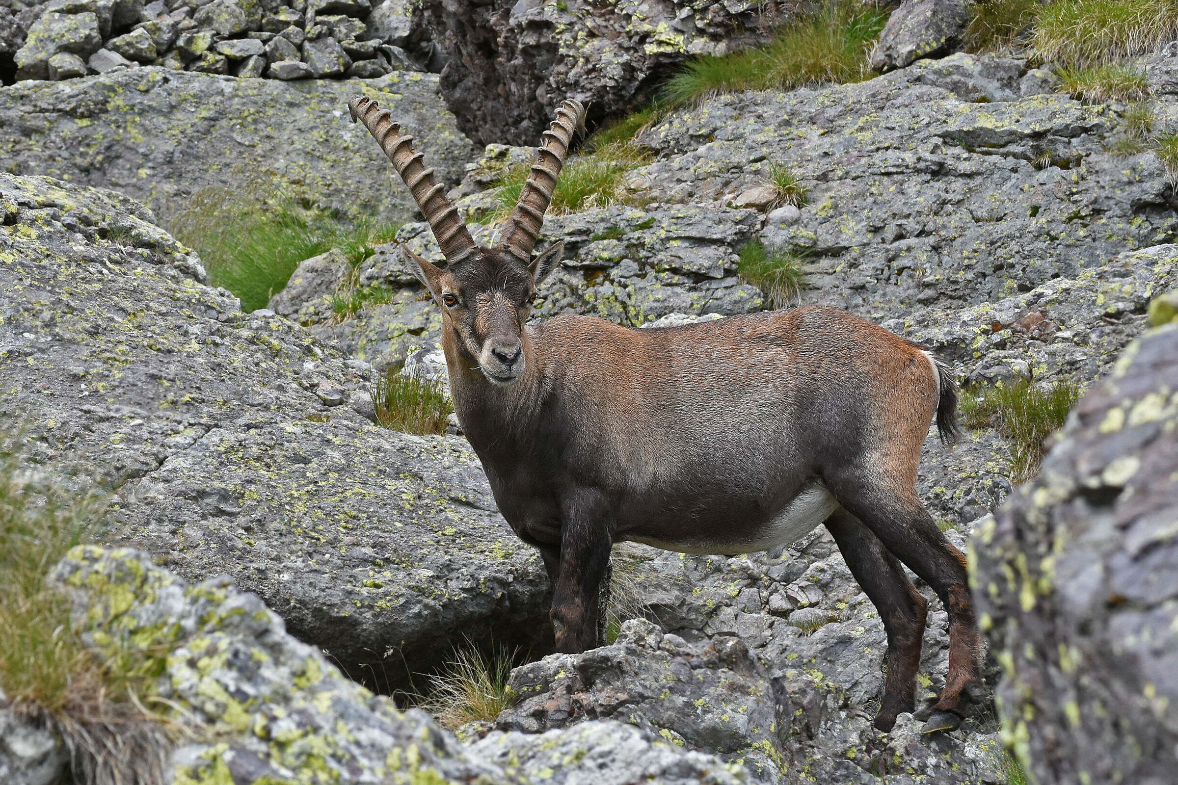 Ibex