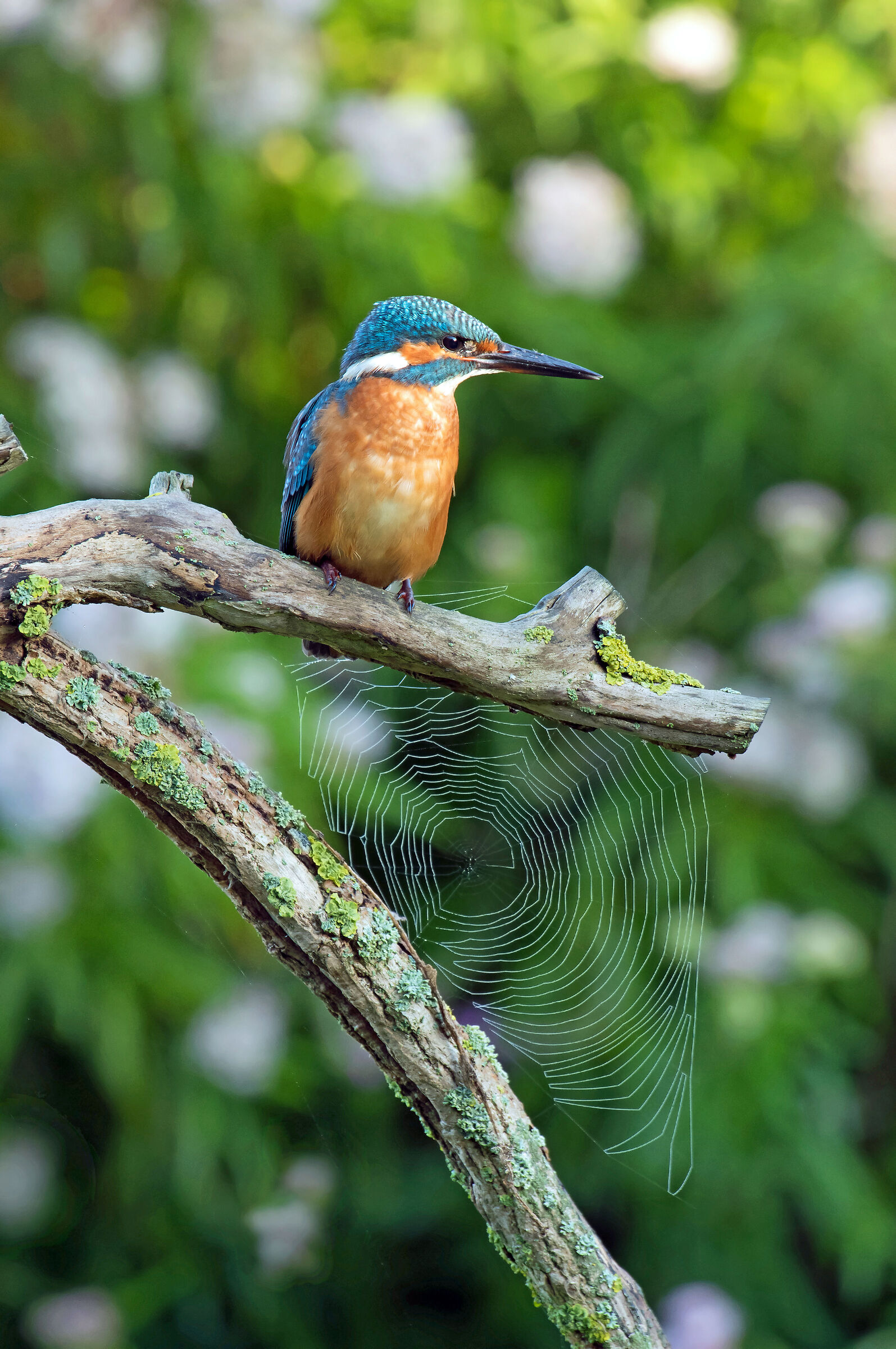 young kingfisher