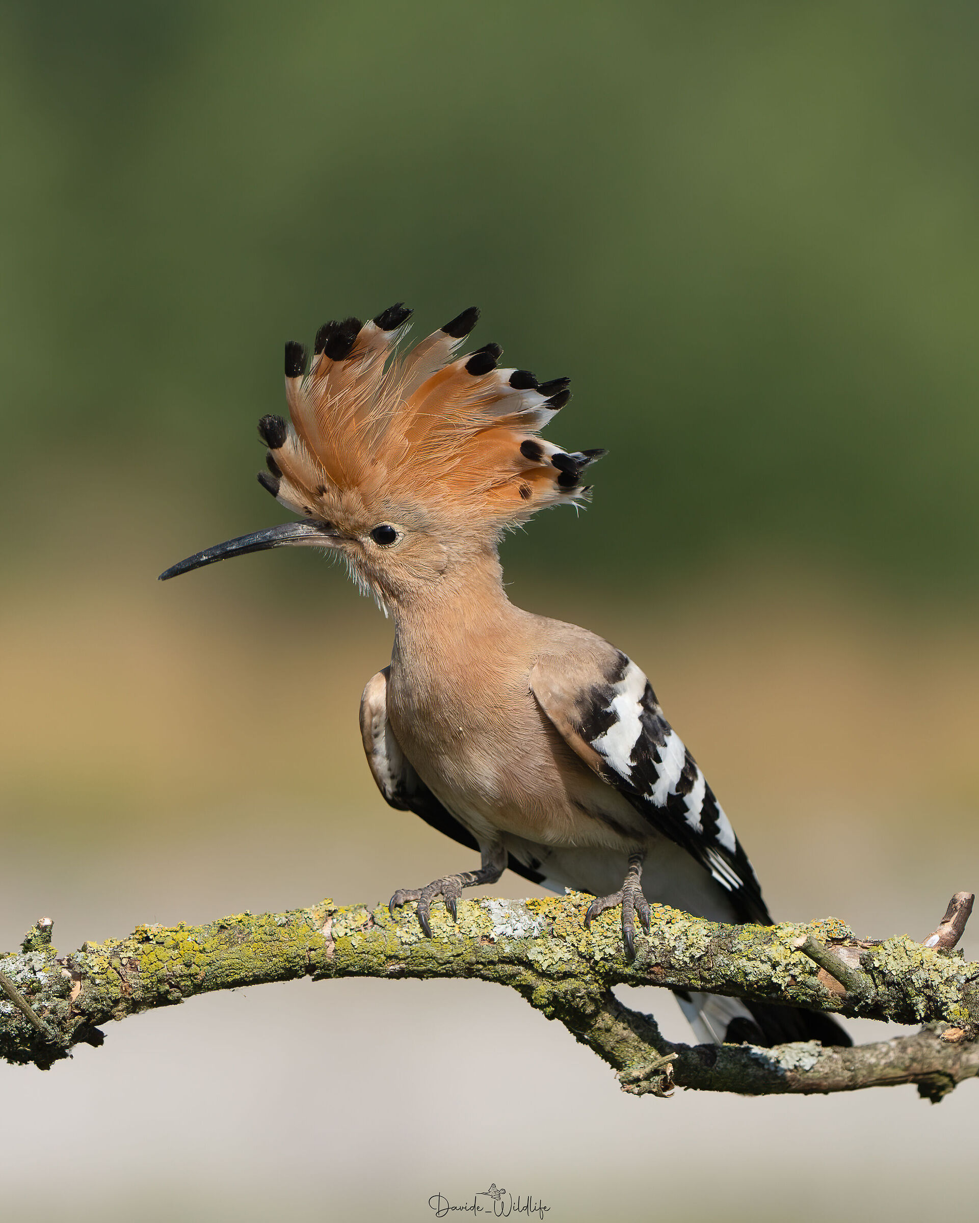 upupa