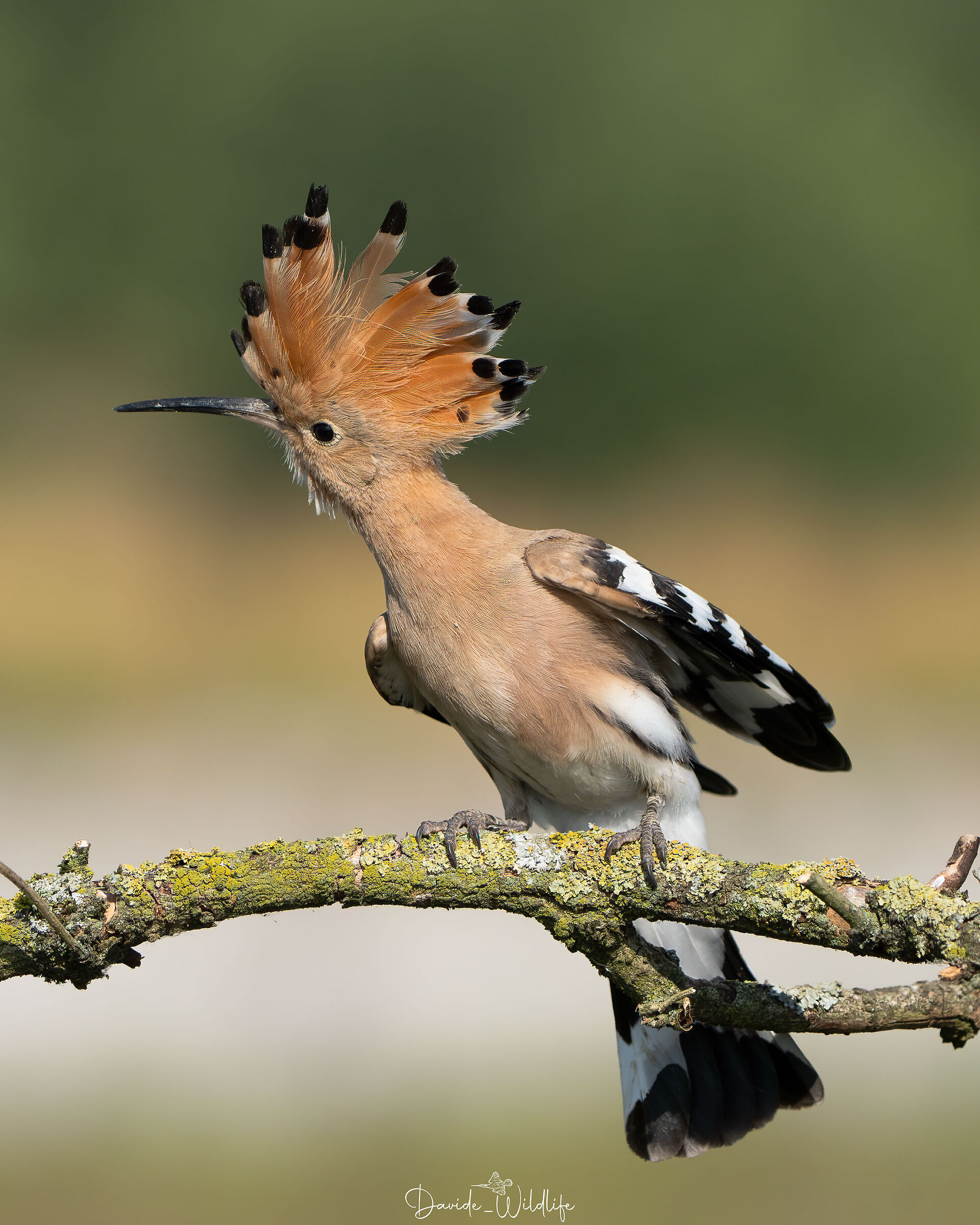 Hoopoe Punk