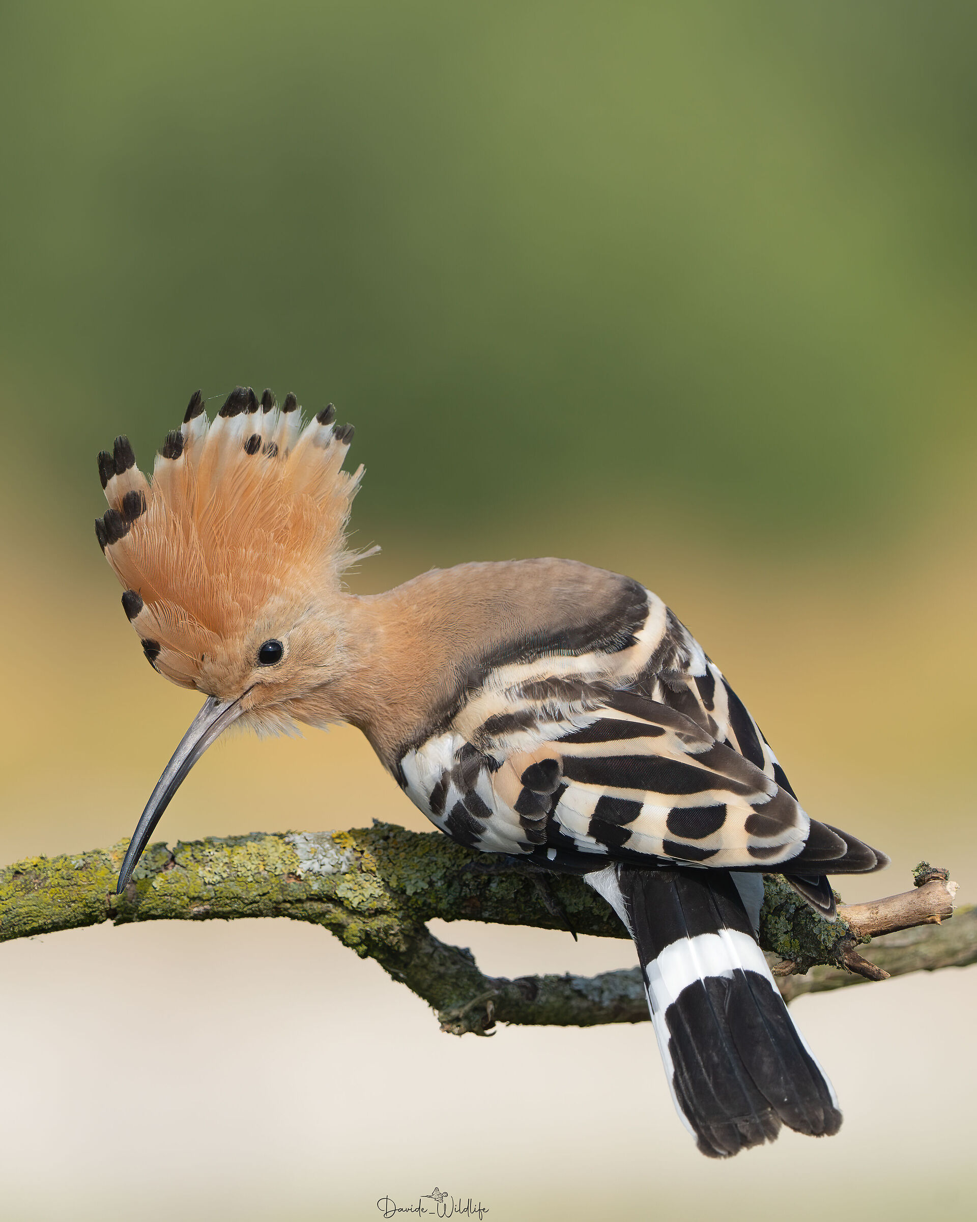hoopoe