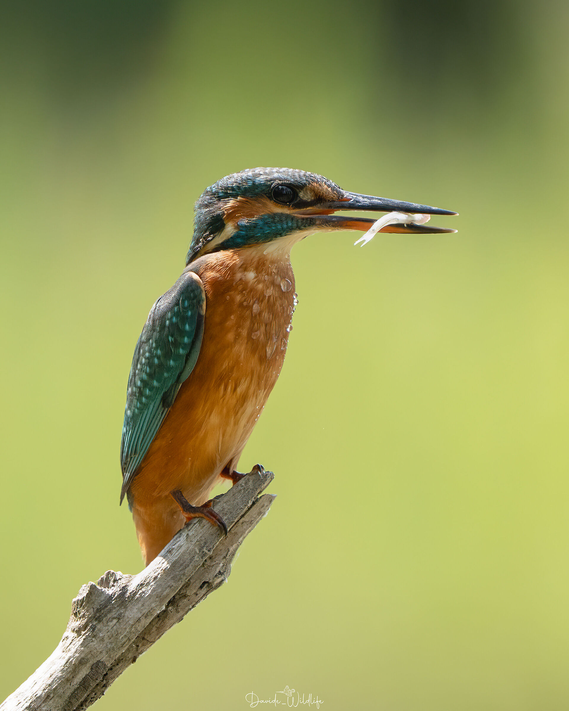 Kingfisher
