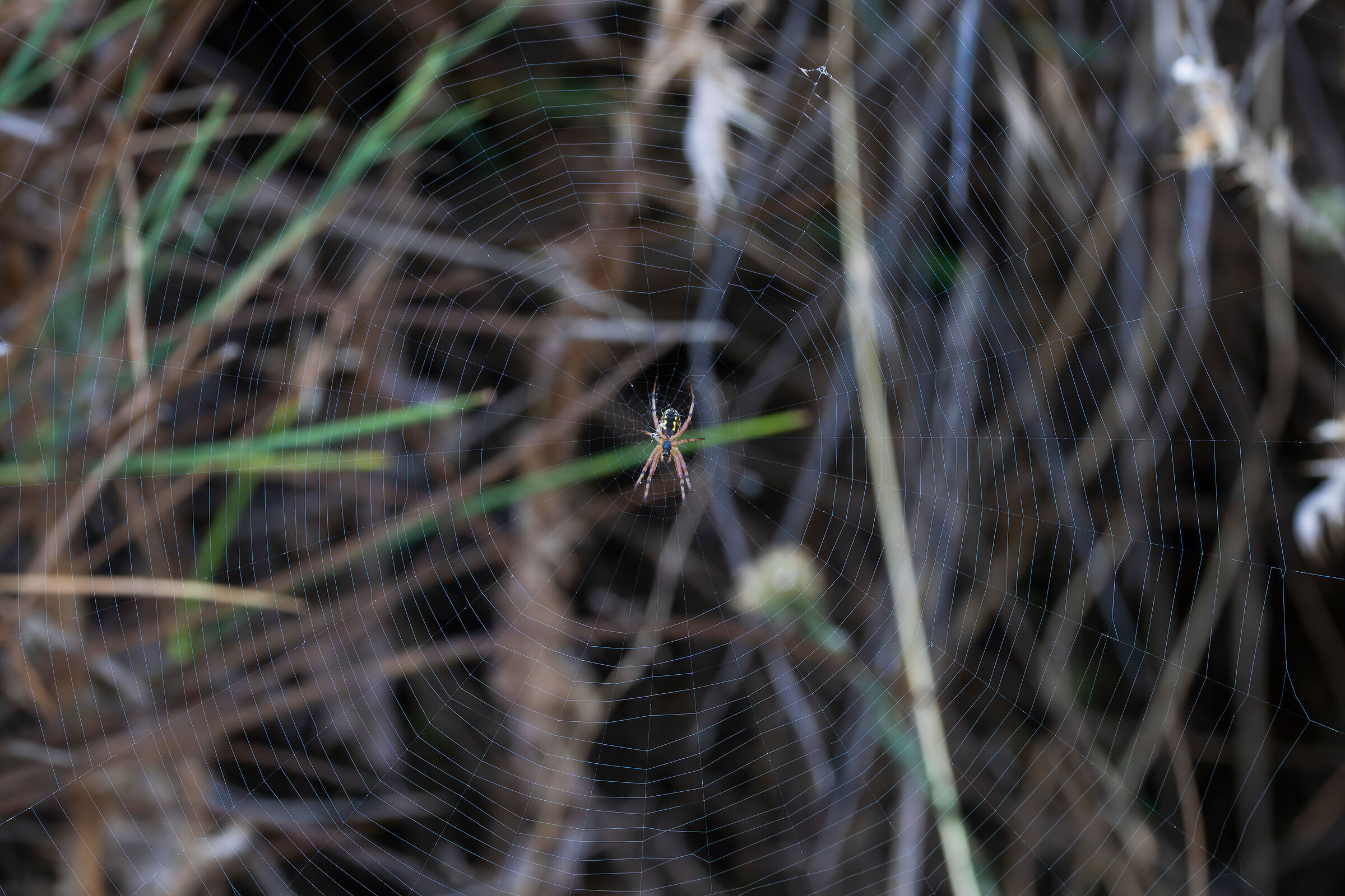 At the center of the web