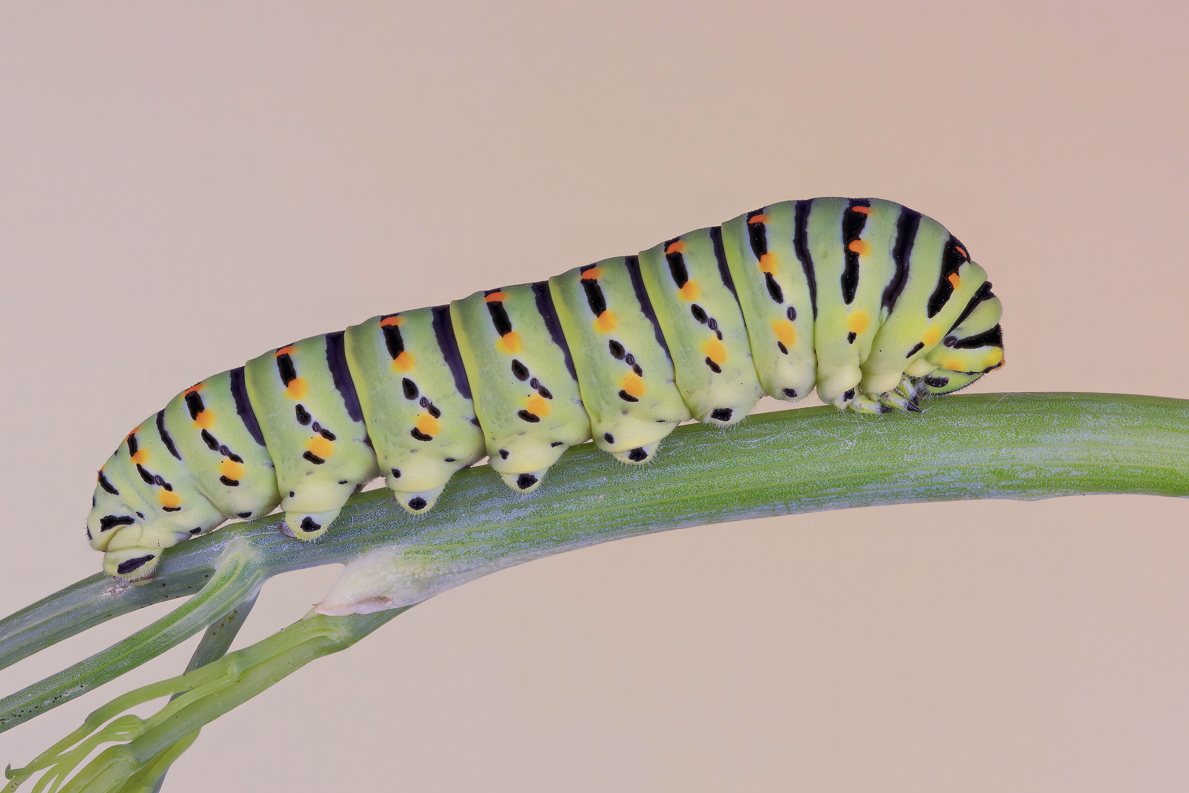 Macaone caterpillar