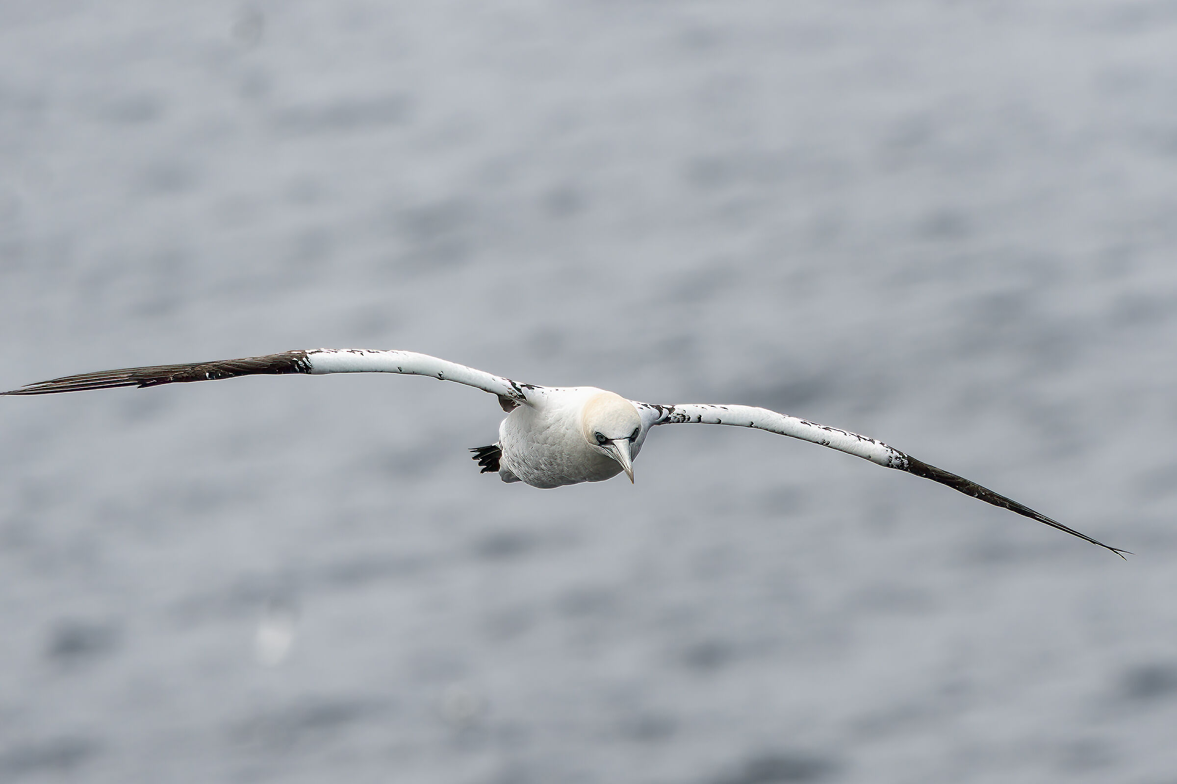 Front Gannet