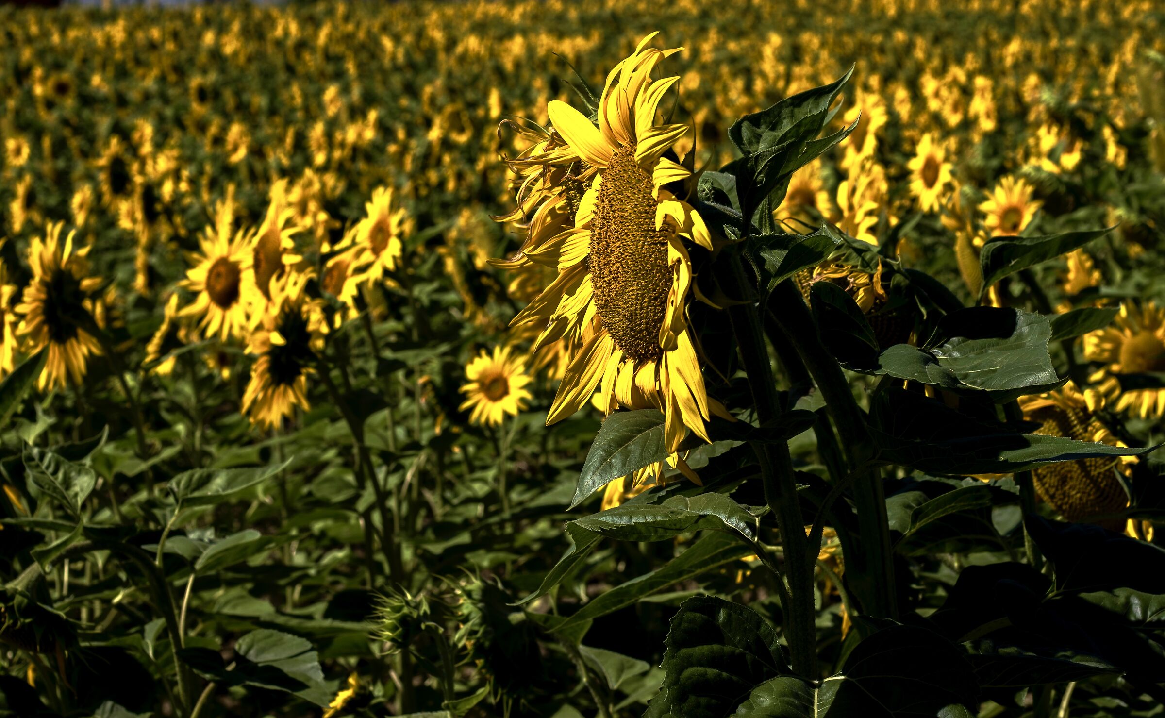 Gli ultimi girasoli