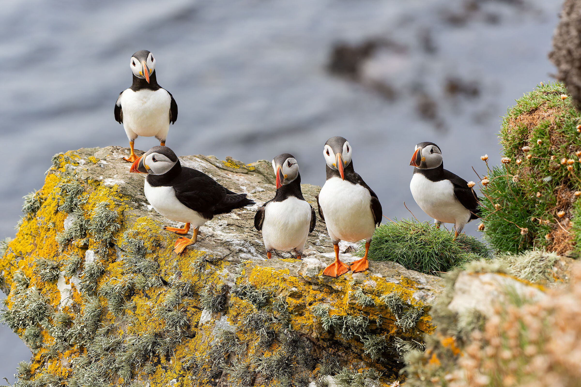 Puffin