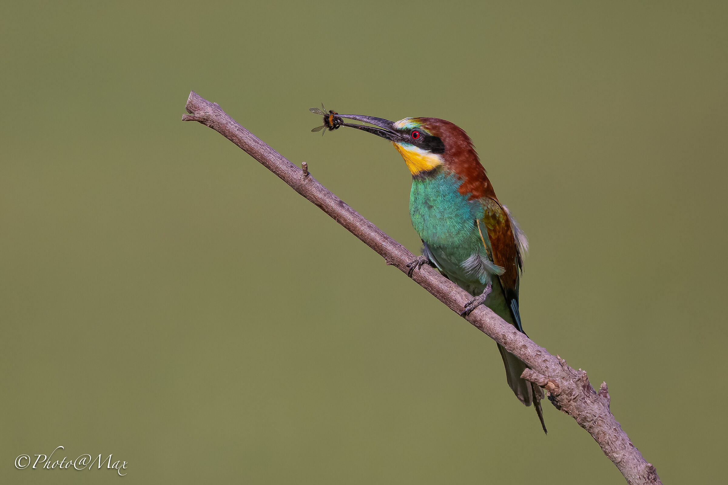 Bee-eater