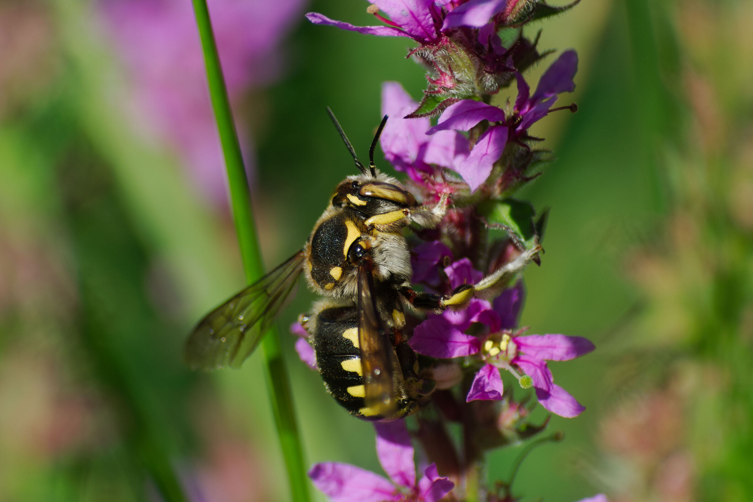 Anthidium Florentinum (maschio). 03/08/25.