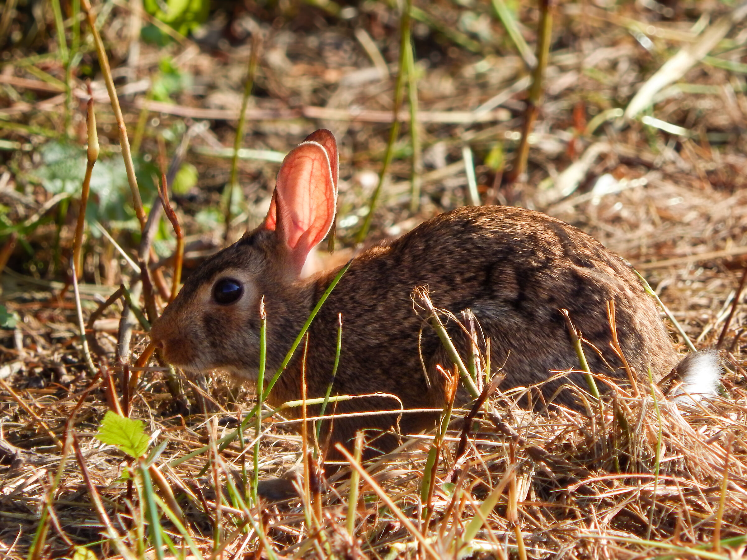 Coniglietto maledetto