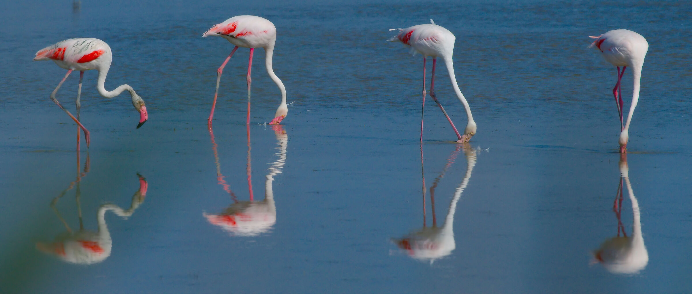 Flamingoes