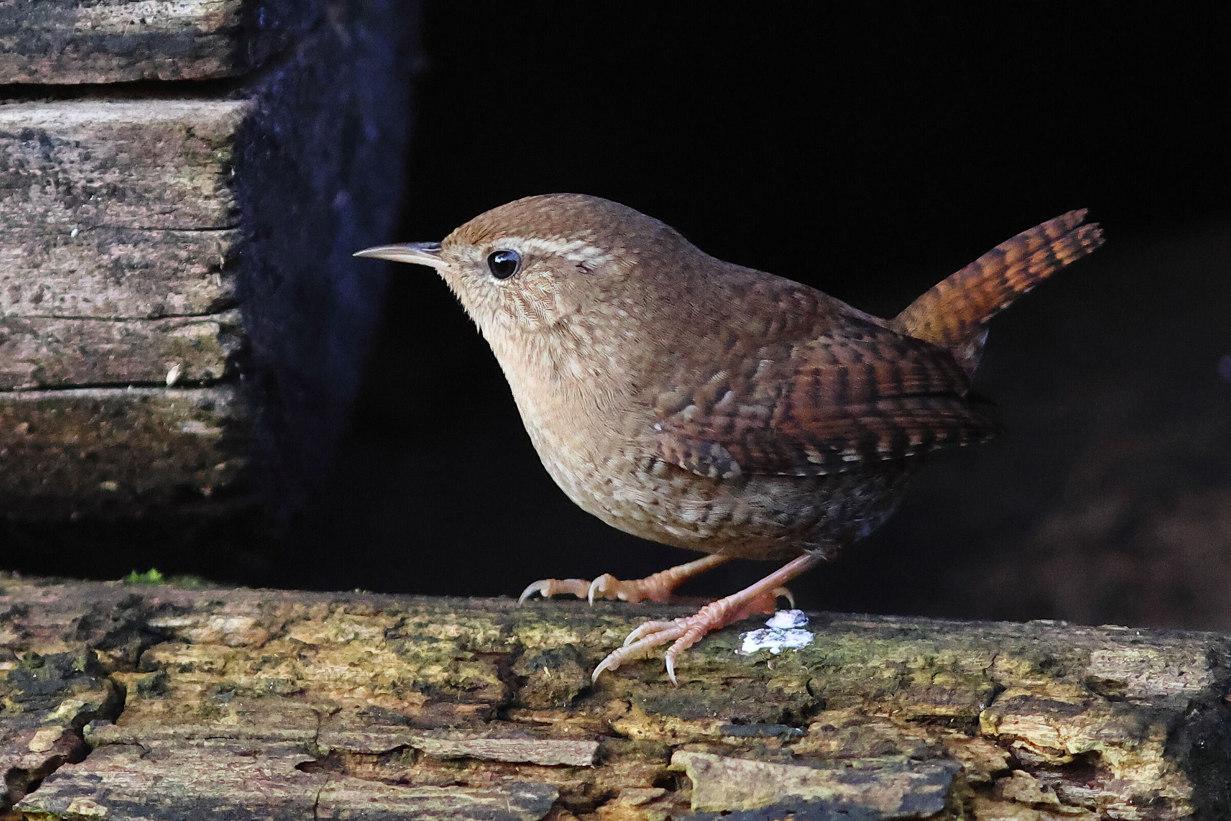 Wren