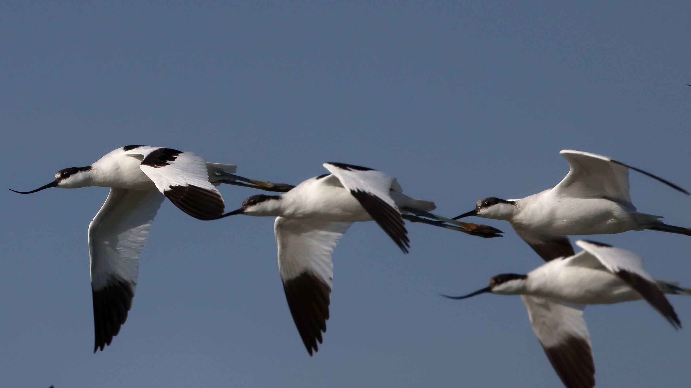 Avocets