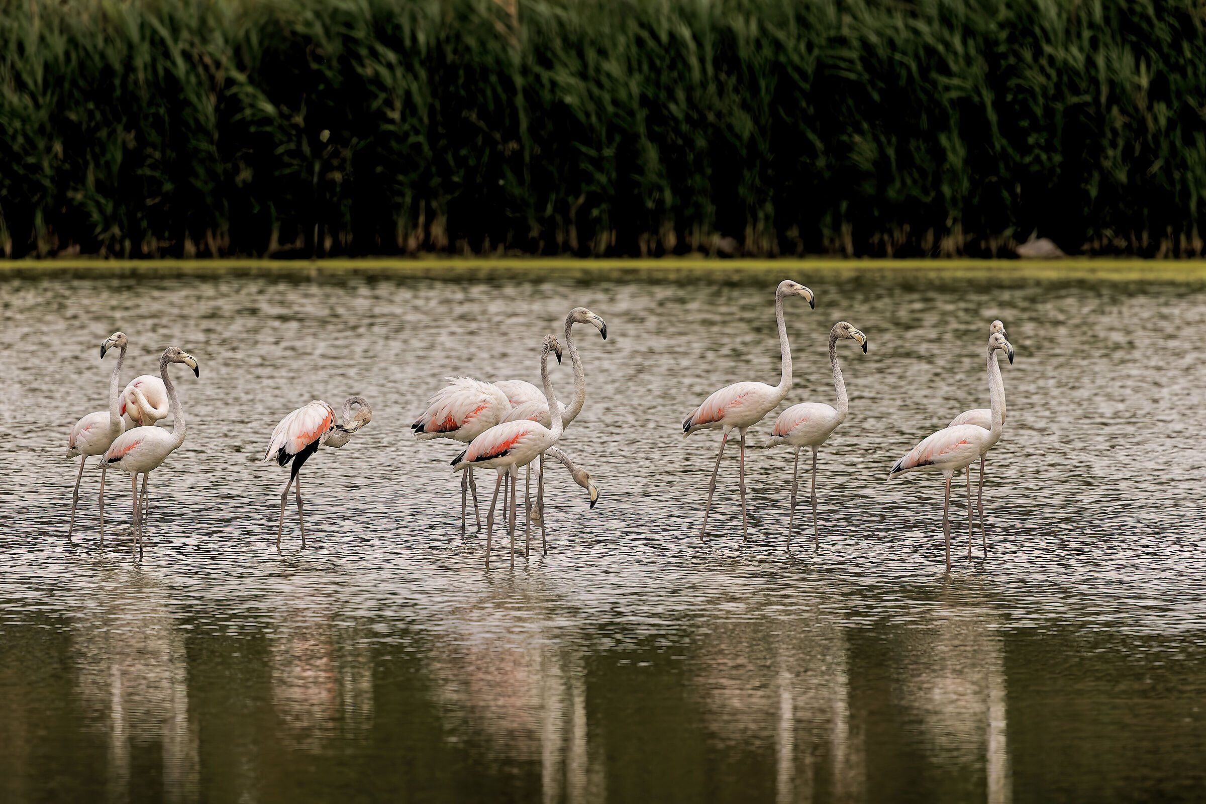 Flamingoes