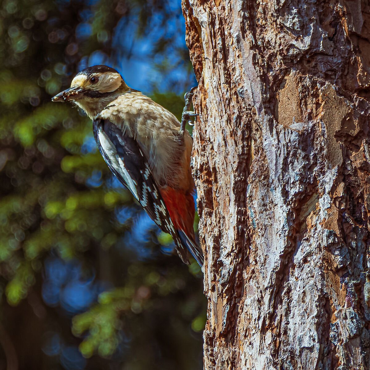 Great Spotted Woodpecker