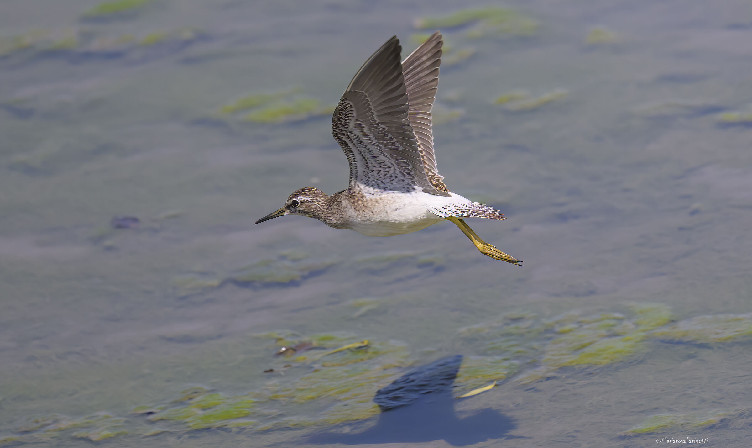 Piro piro boschereccio