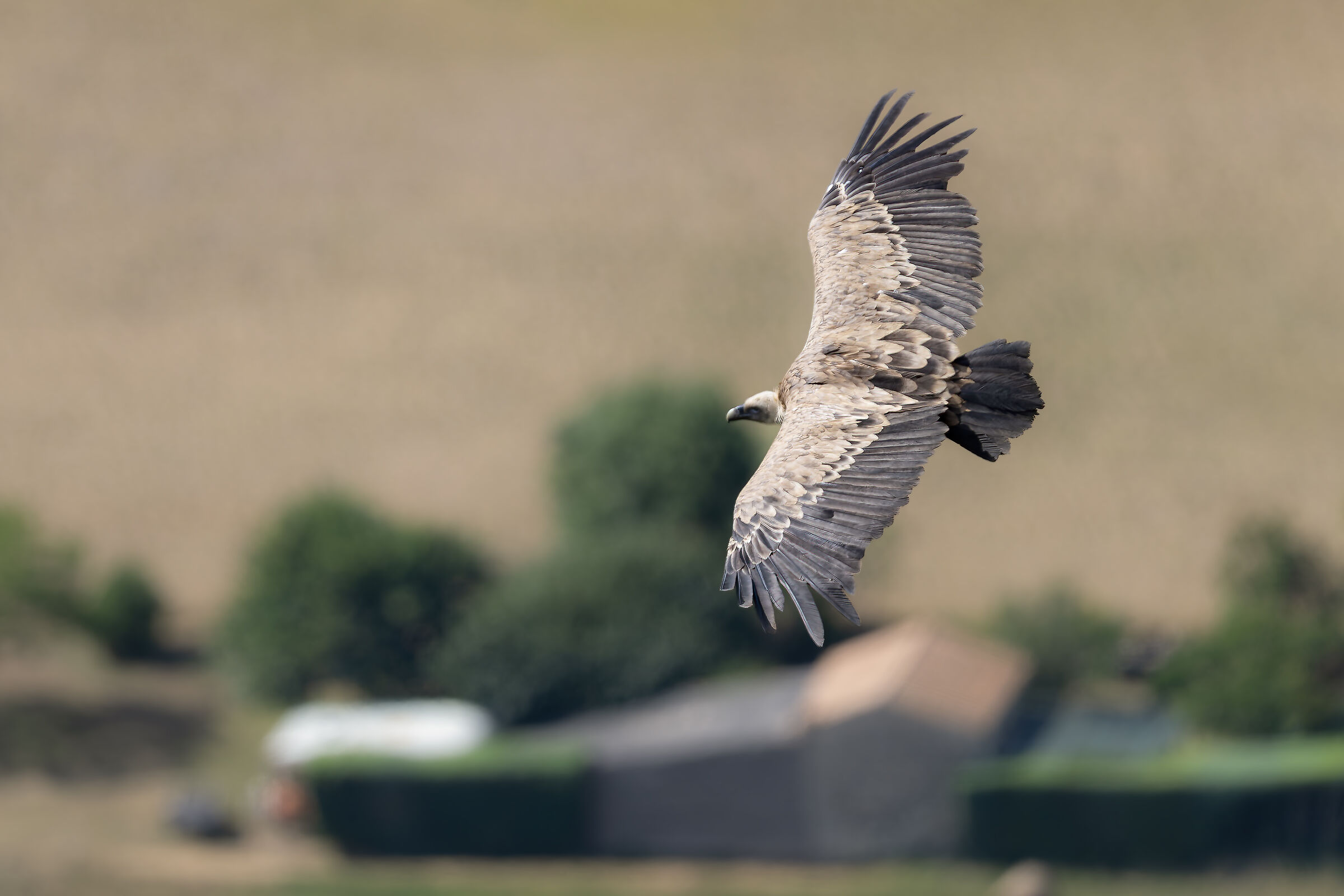 Griffin - Barronies Provencal