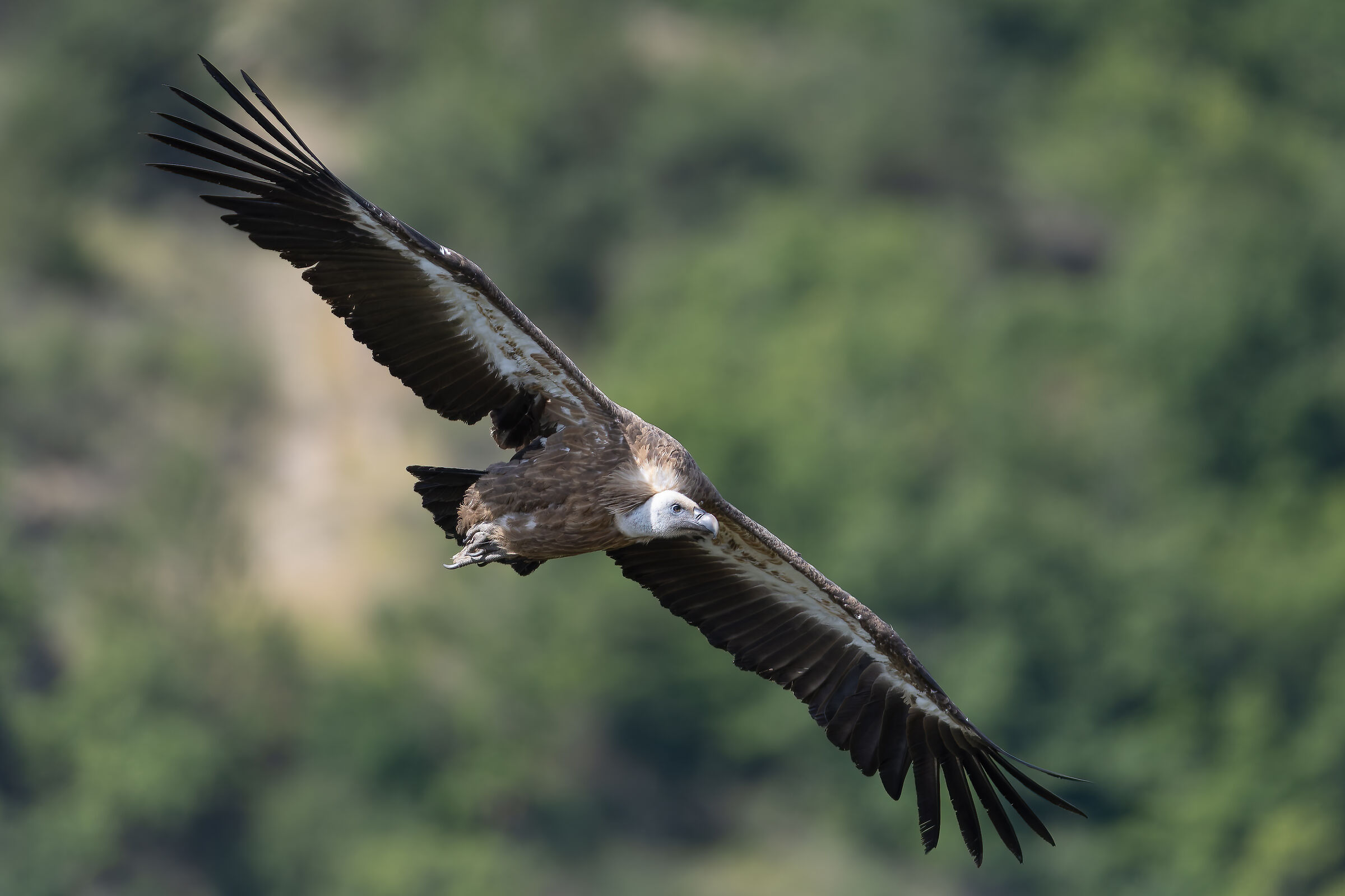 Griffin - Barronies Provencal