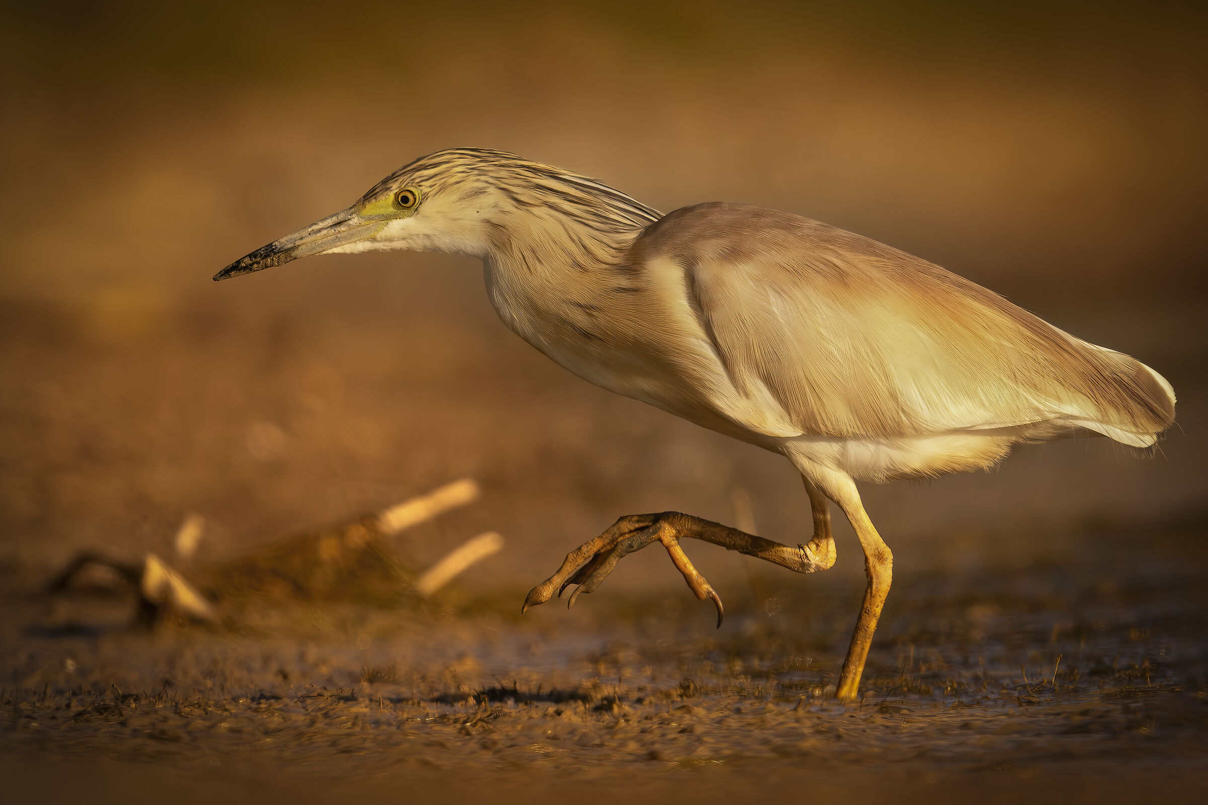 Squacco heron