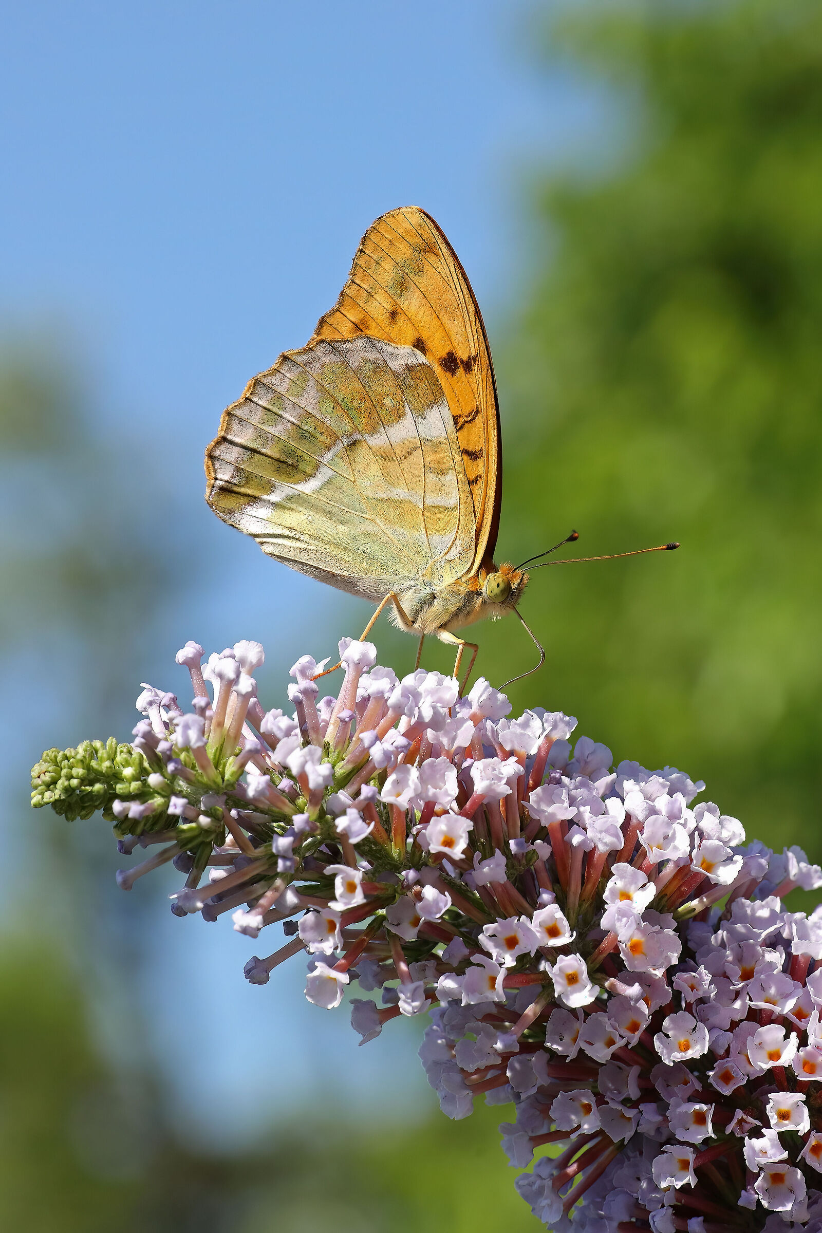 Argynnis paphia M
