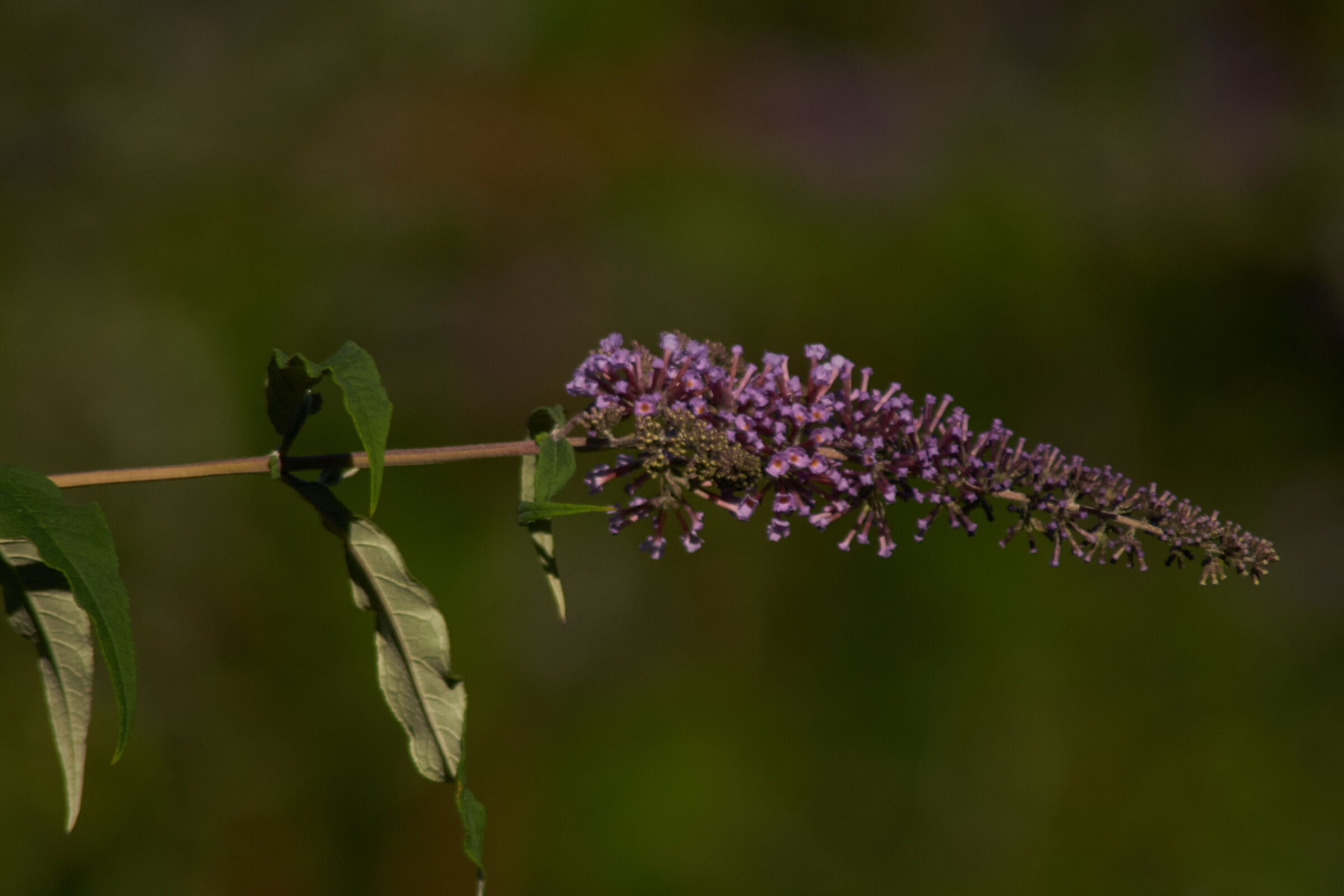 Purple Flower Macro 2
