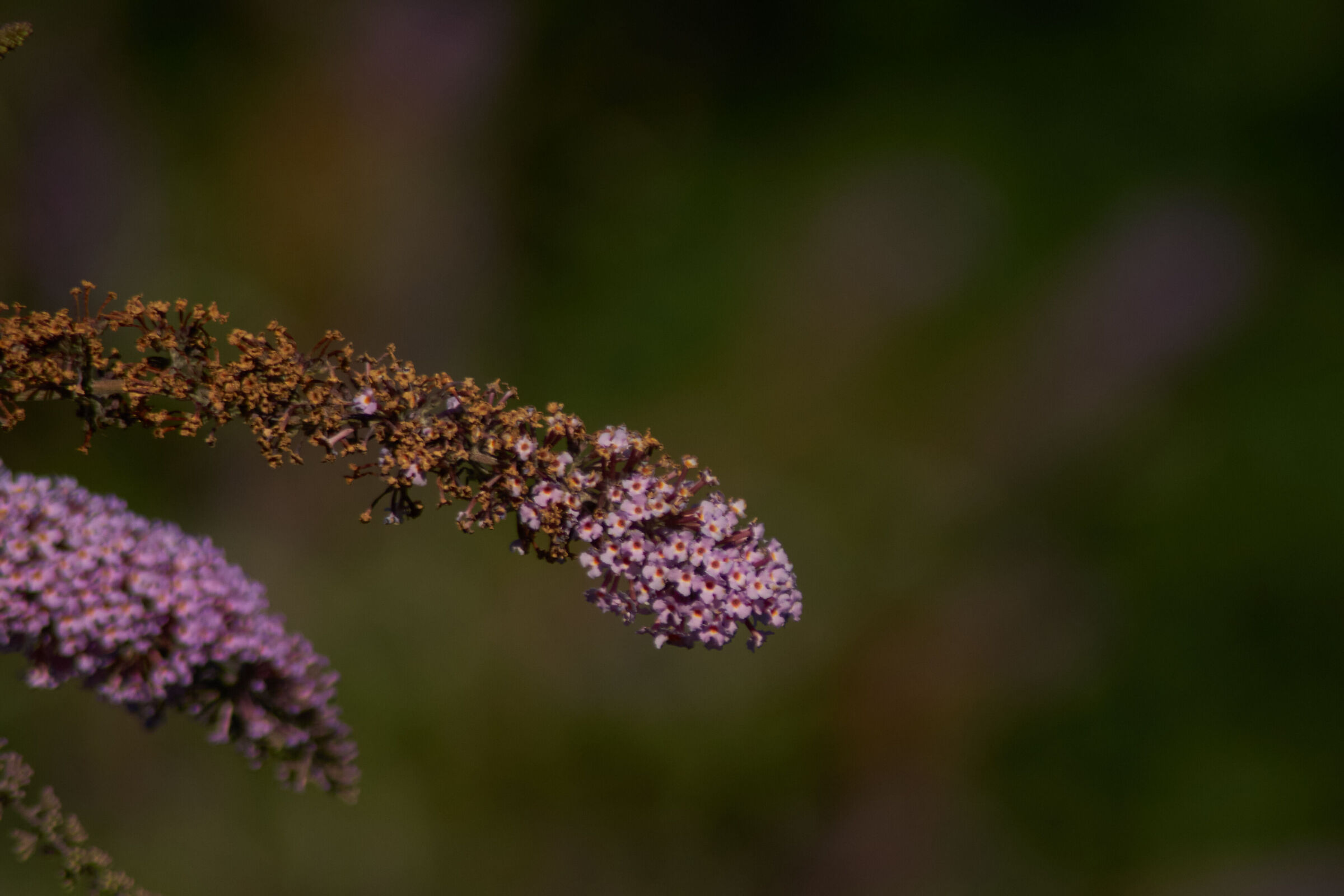 Purple Flower Macro 3