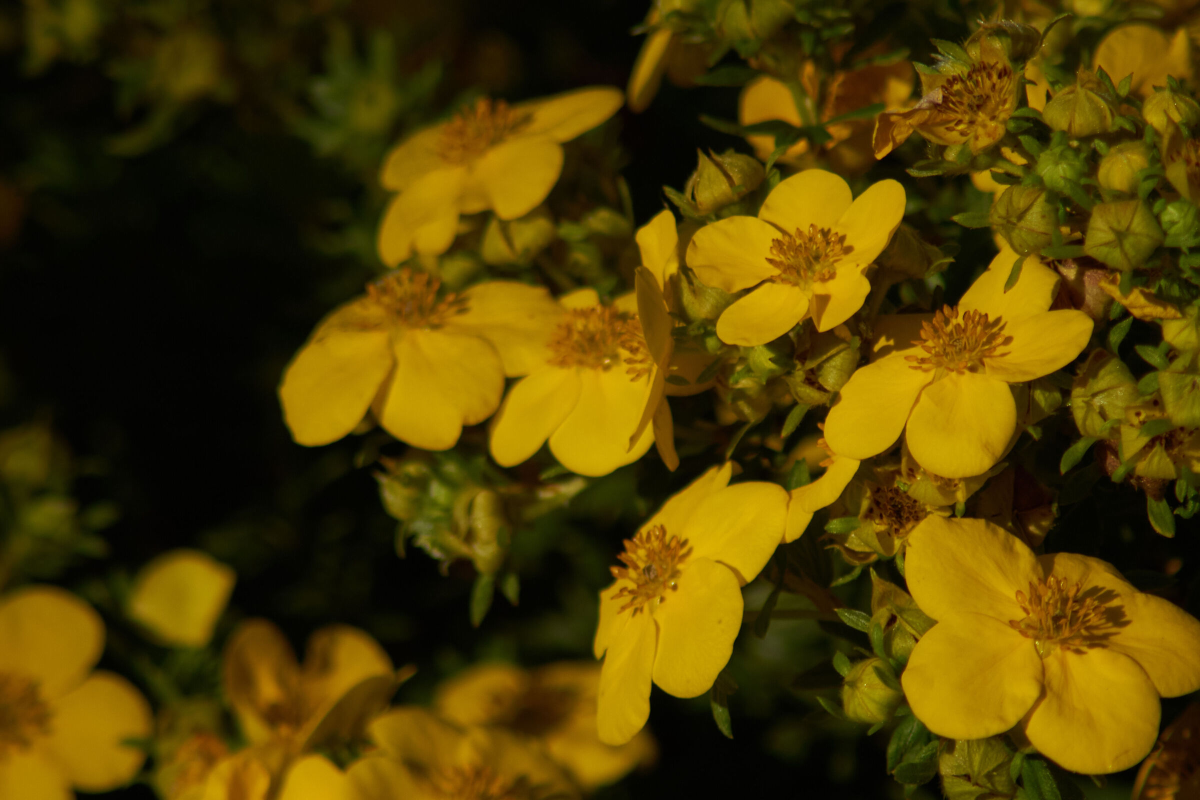 Yellow flowers 1