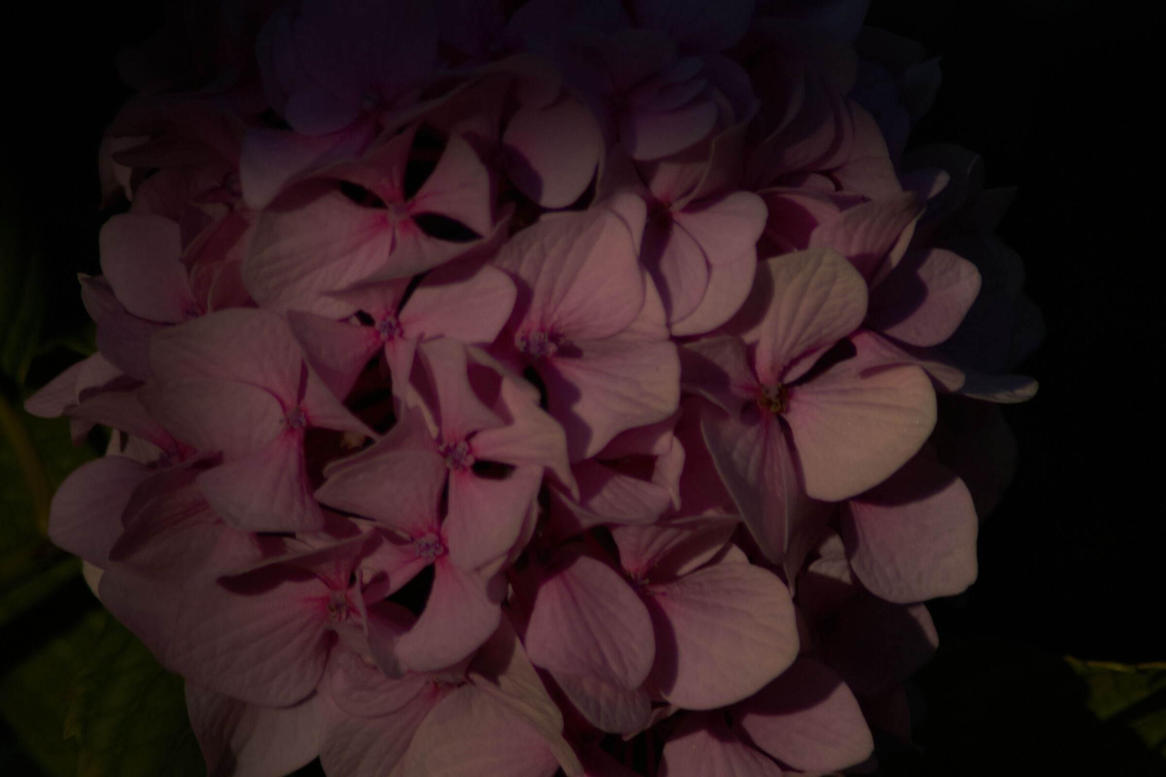 Low-light pink flowers