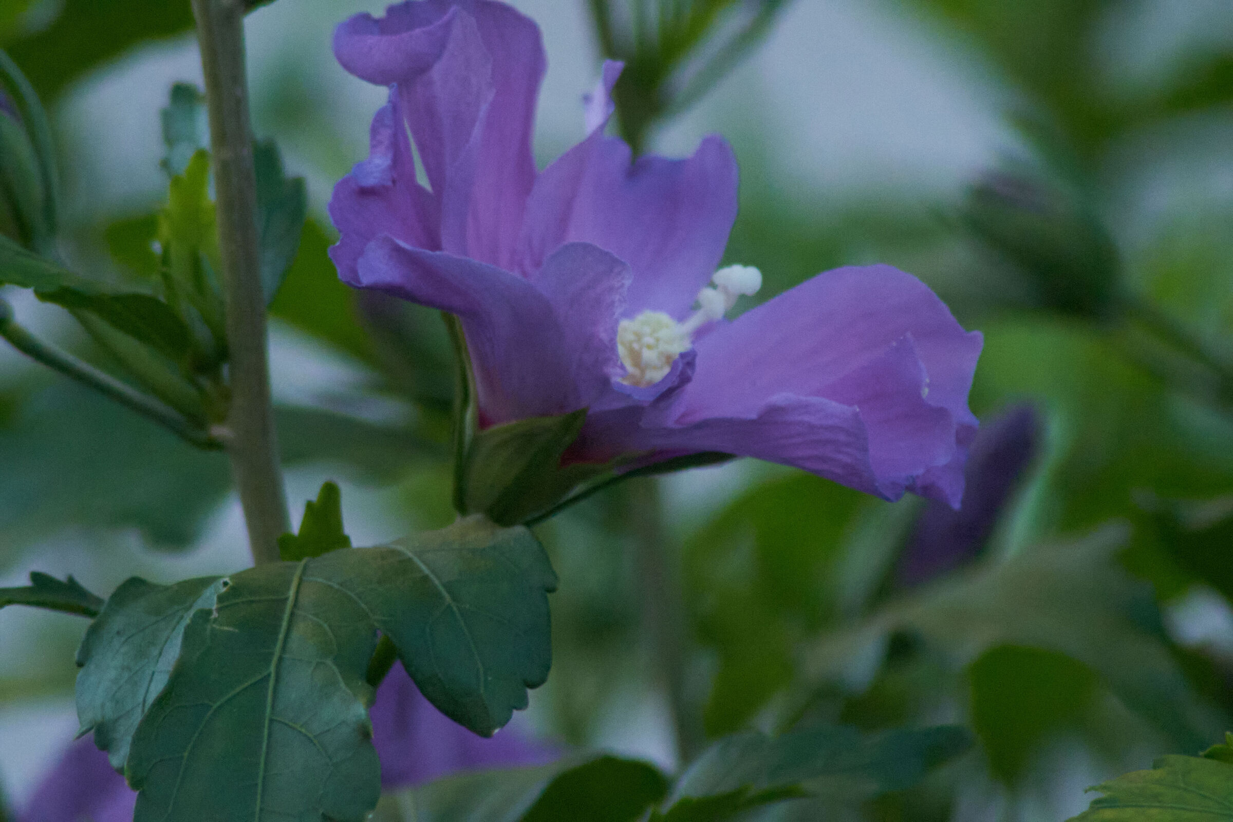 Purple Flower Macro 4