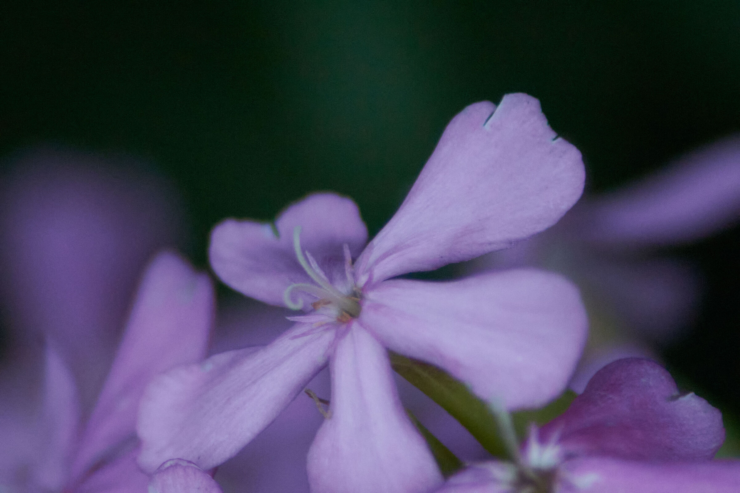 Purple Flower Macro 5