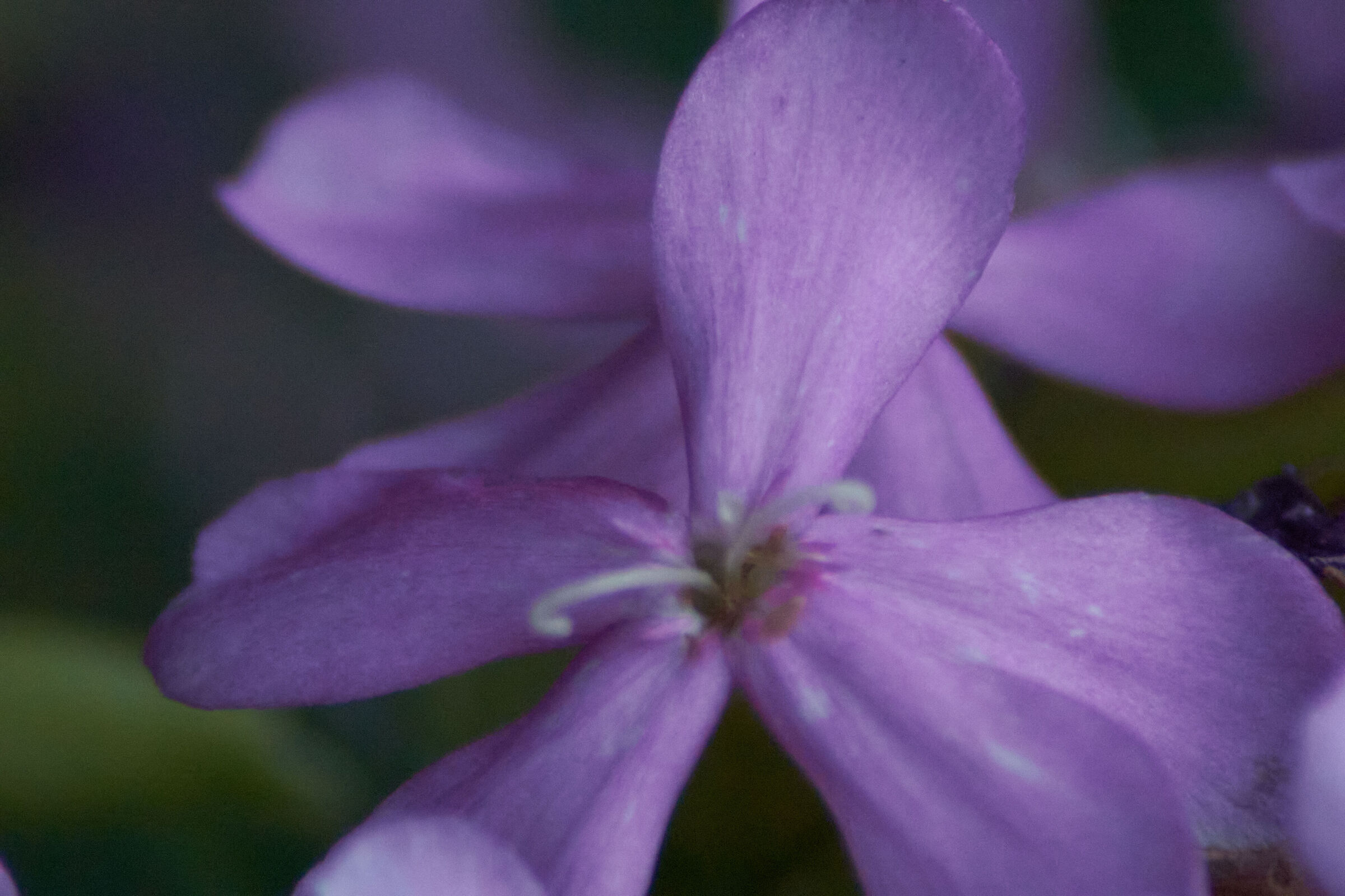 purple flowermacro 6