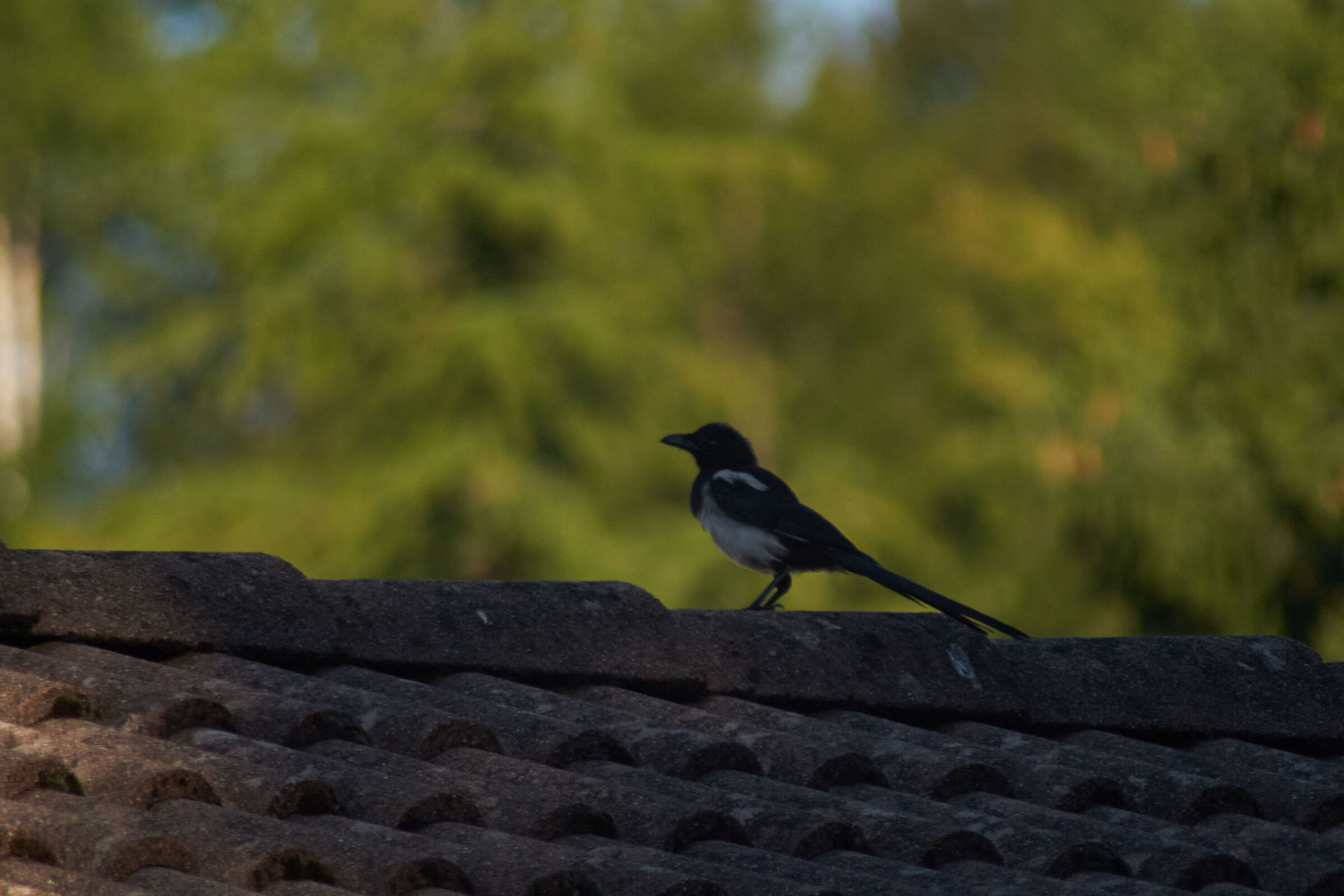 Bird on the roof 1
