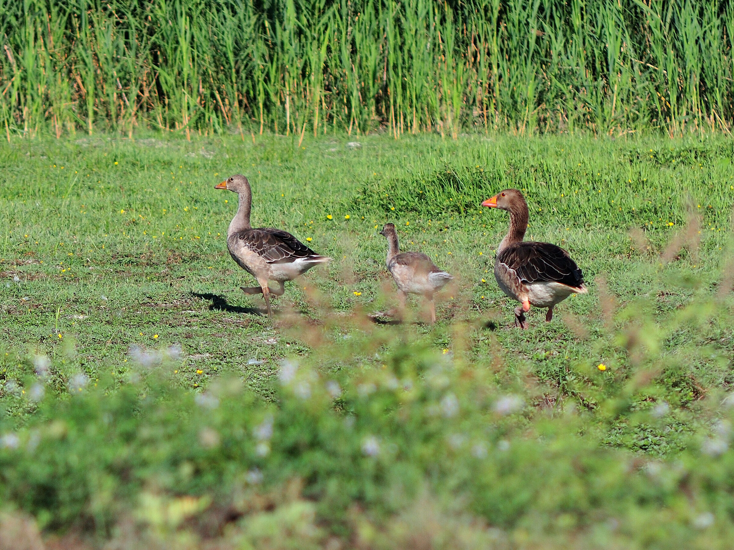 Family walking
