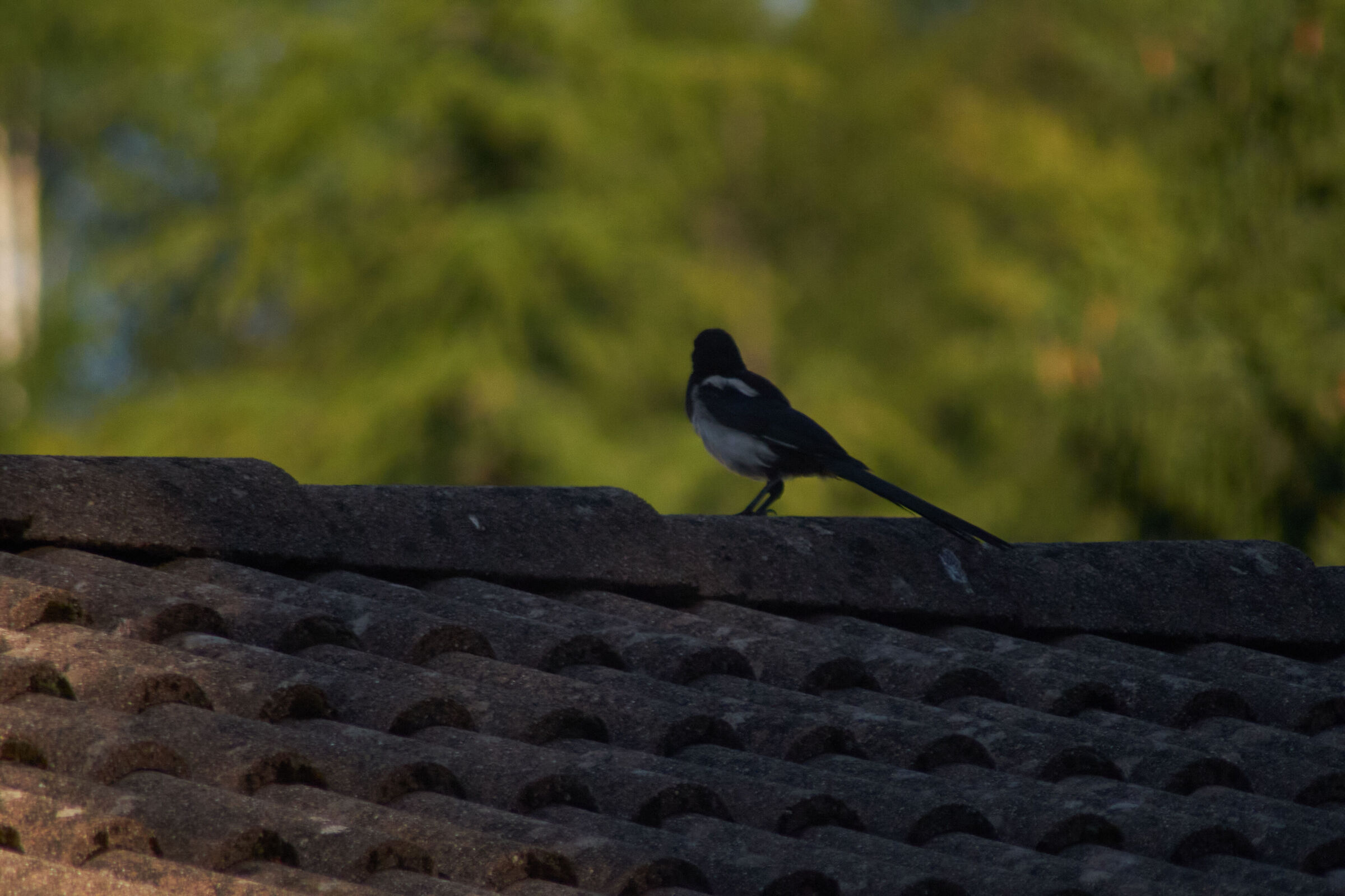 Bird on the roof 2