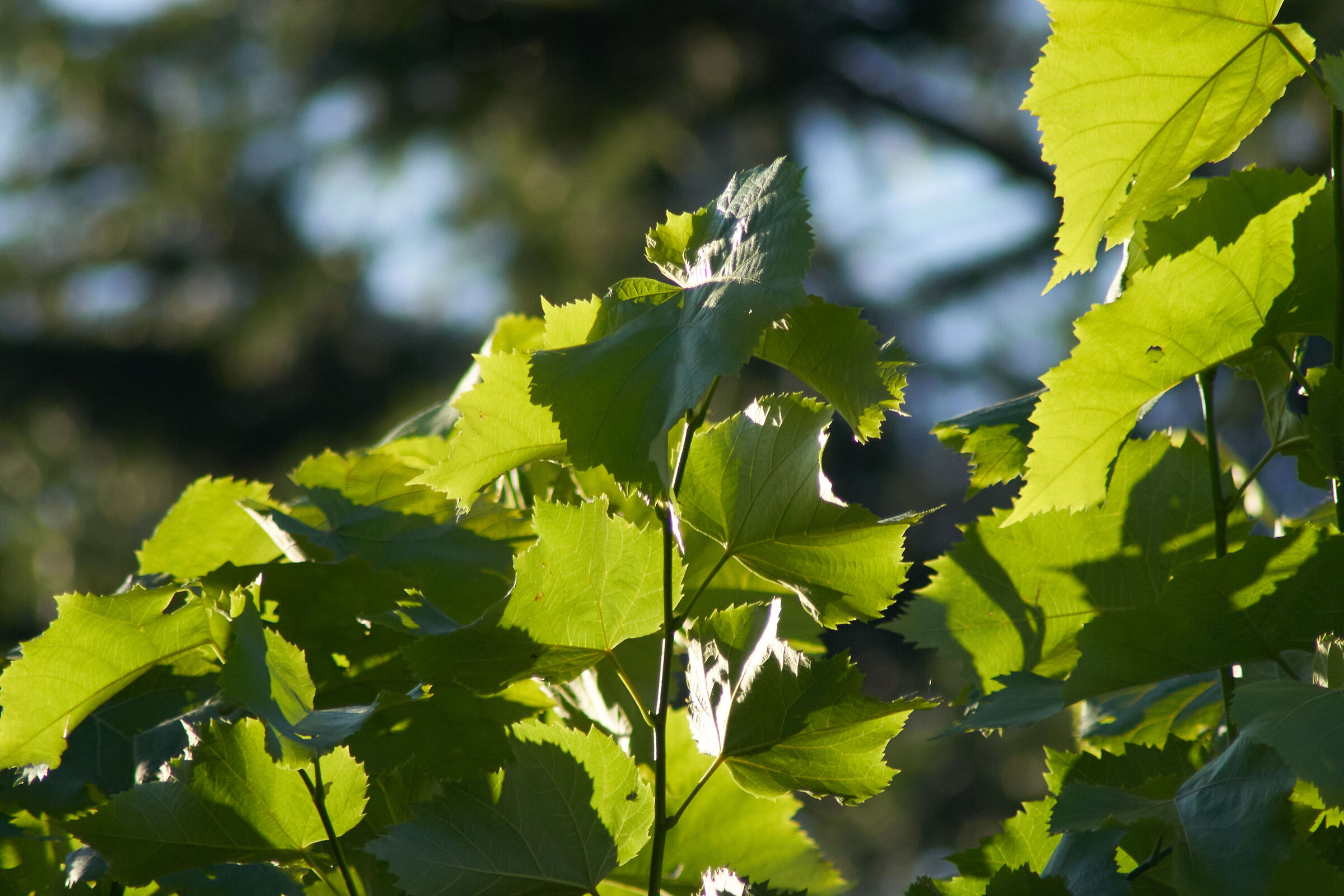 leaves in sunlight 3