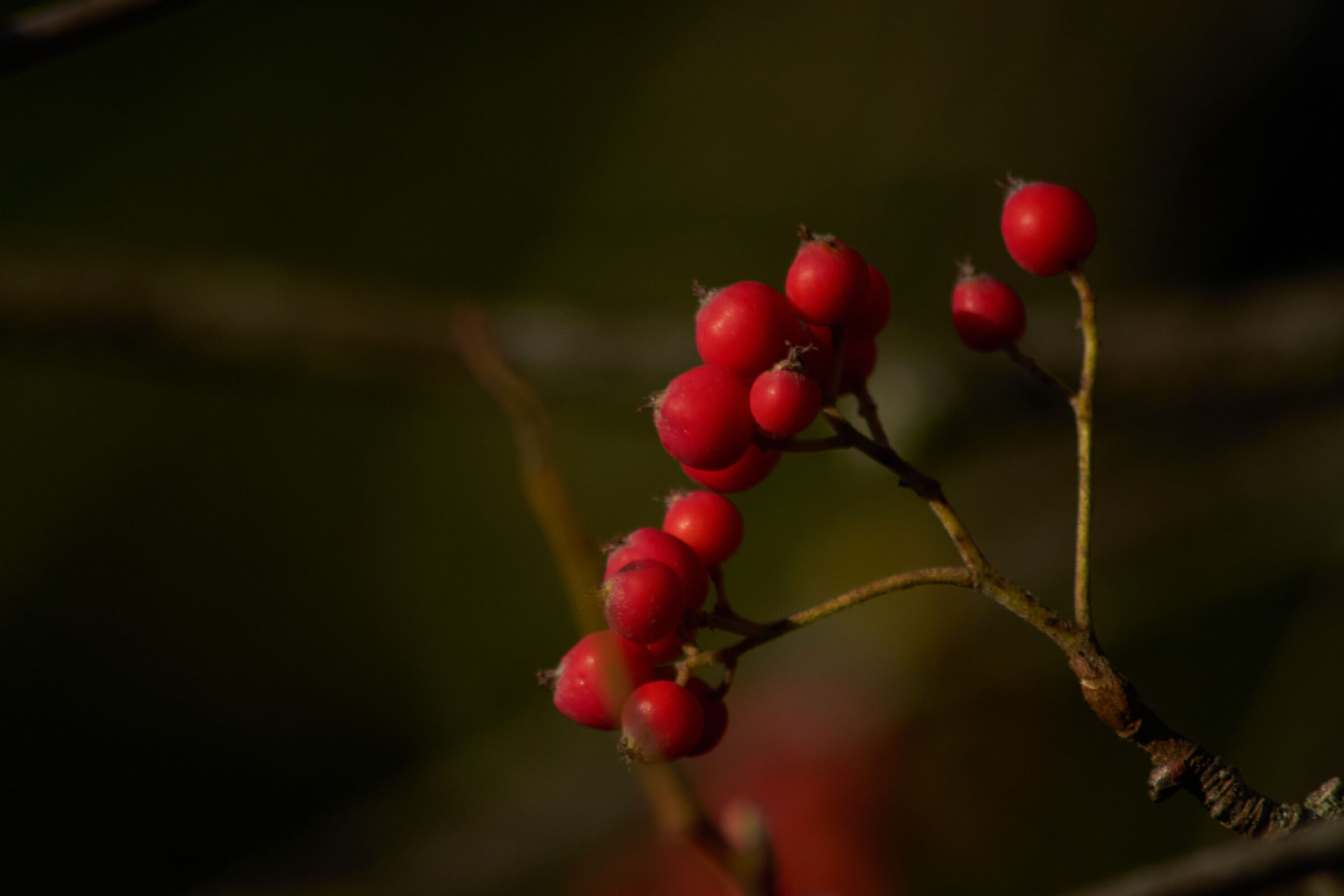 Leaves with berries 2