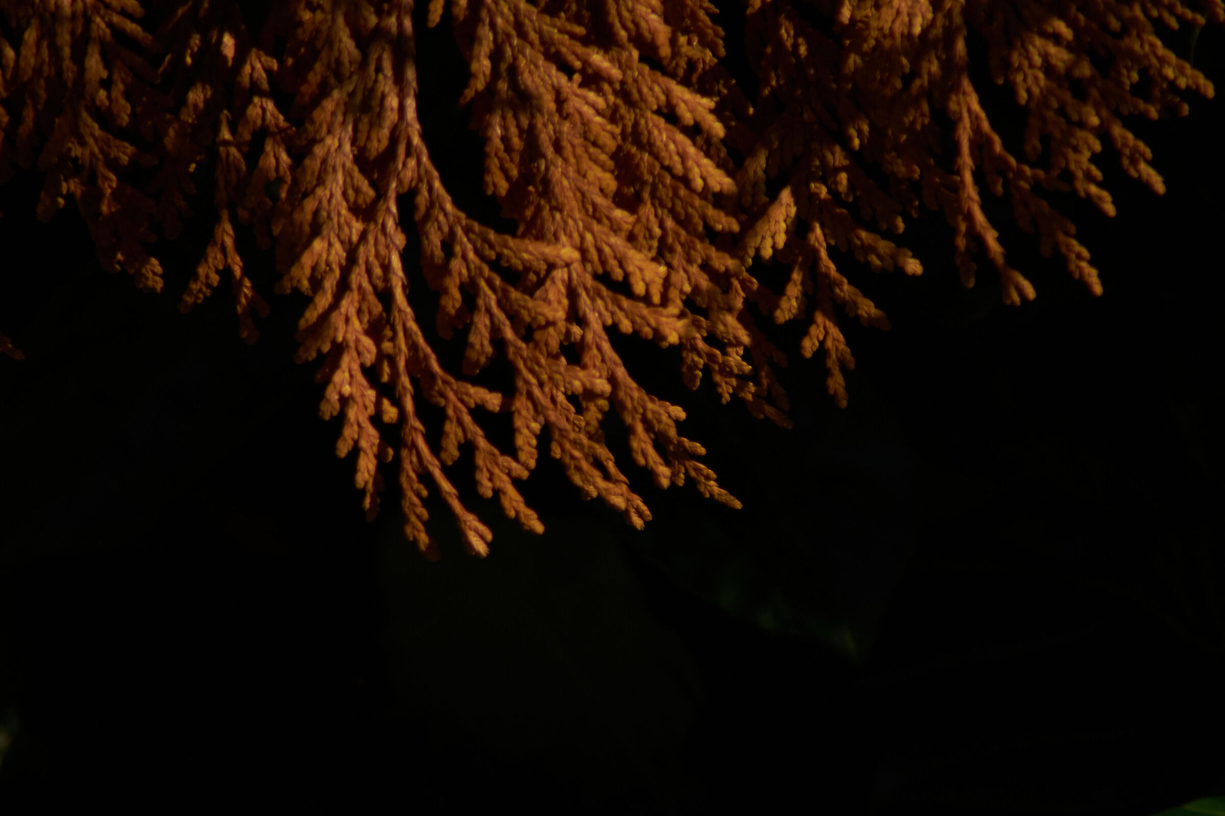 Red leaves on black background