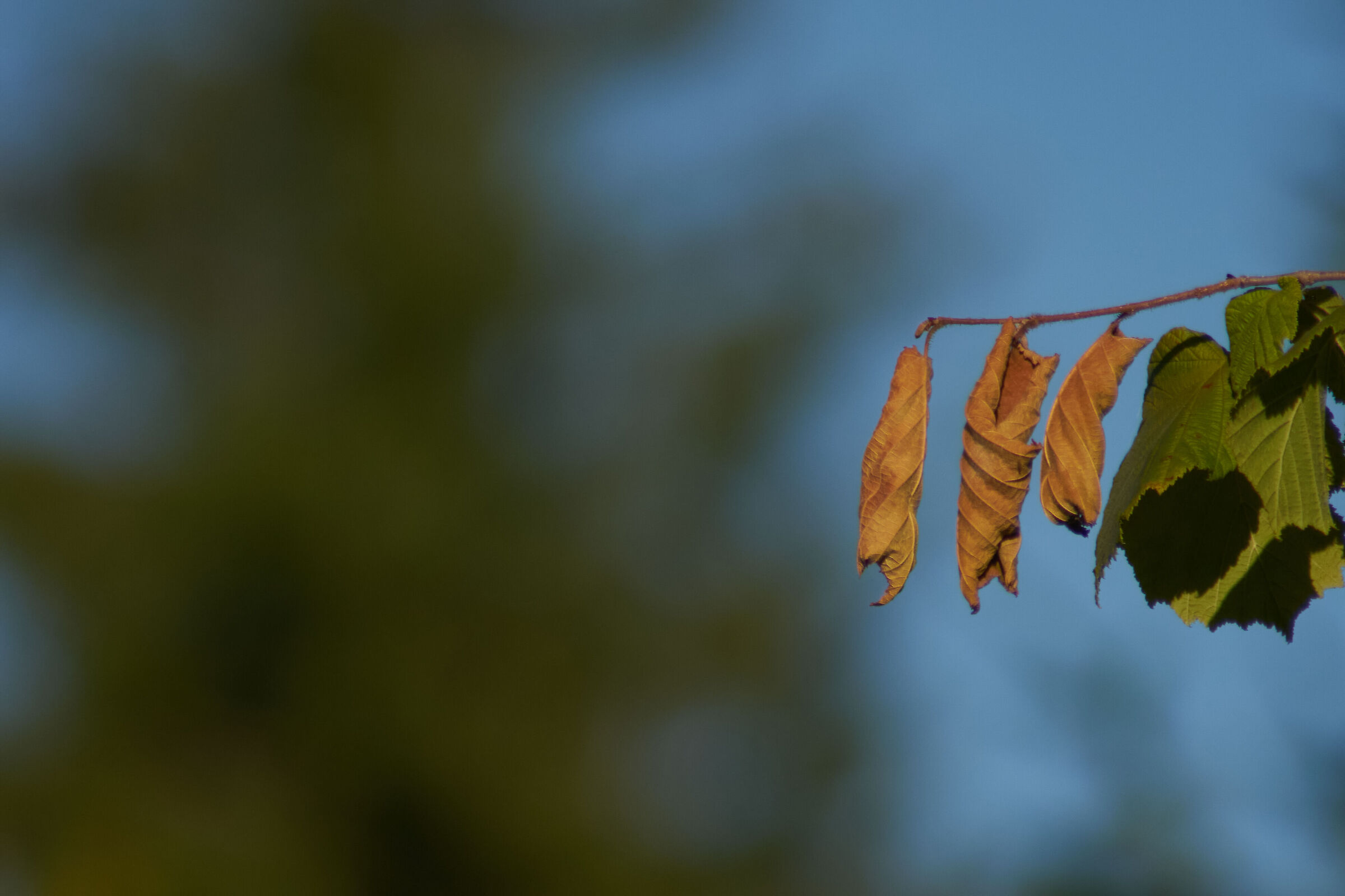 Dry leaves 1