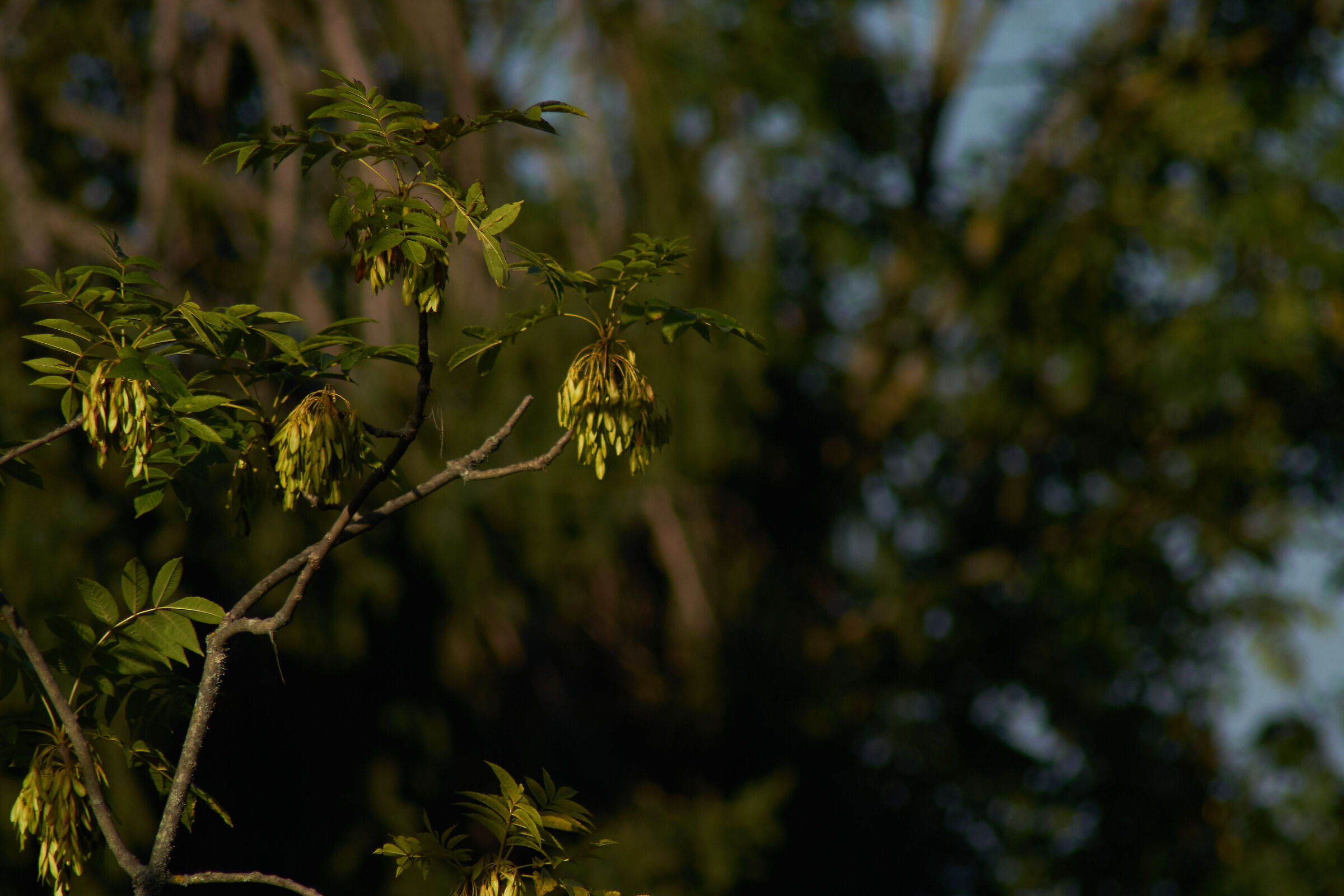 leaves in sunlight 4