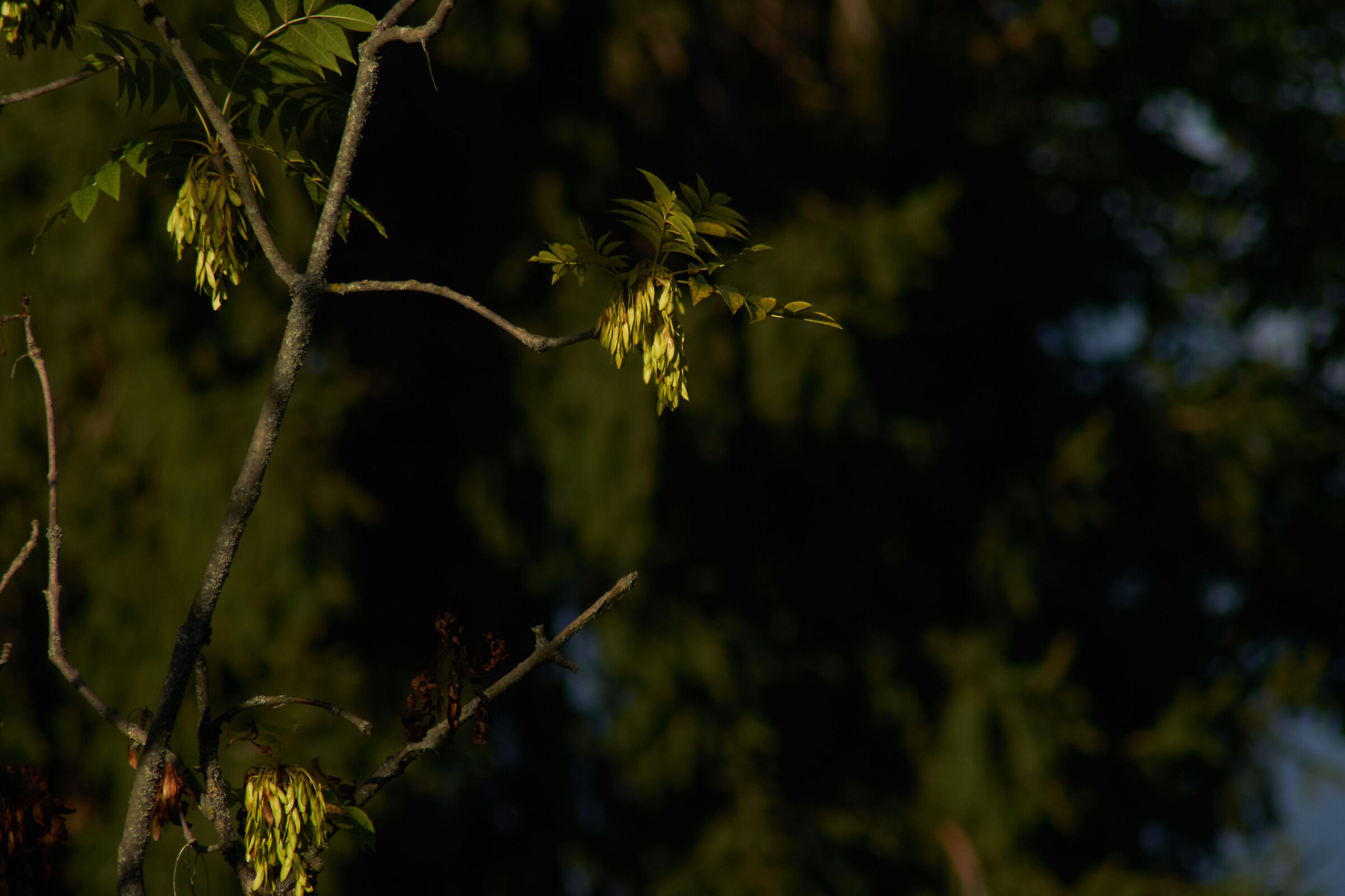 leaves in sunlight 5