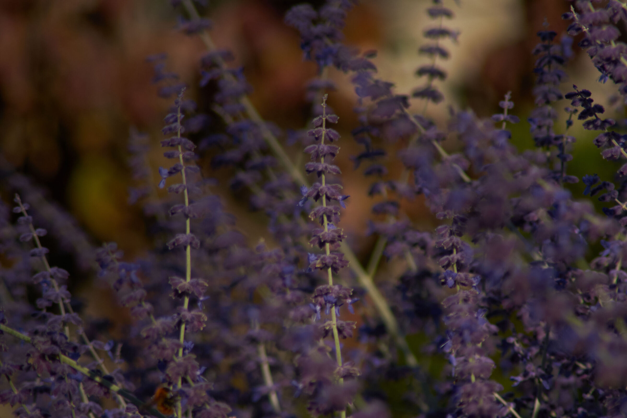 Purple Flower Macro 5