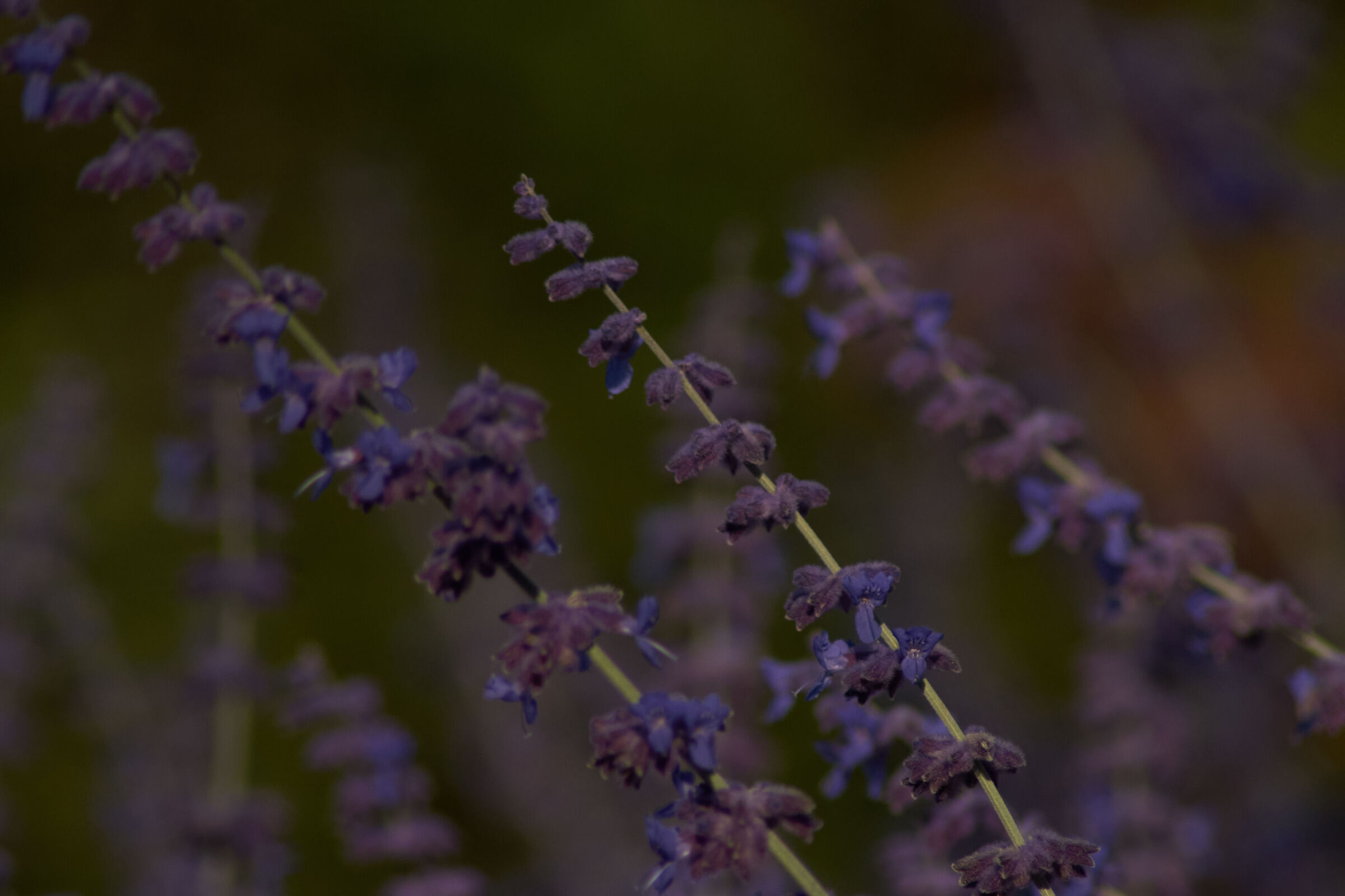Purple Flower Macro 6