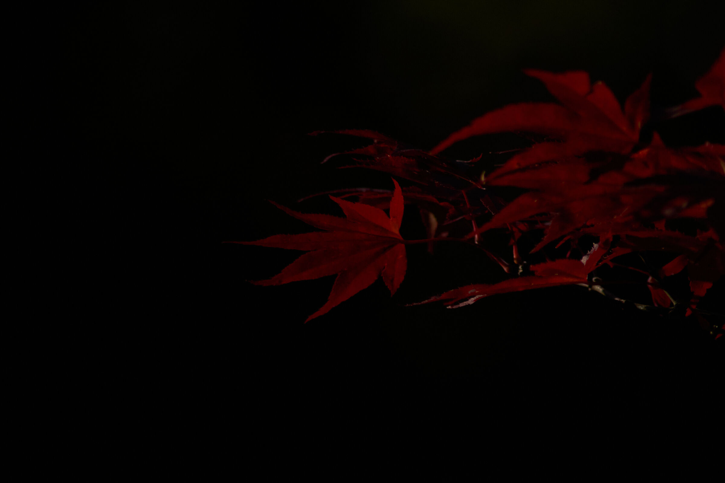 Red leaves dark background