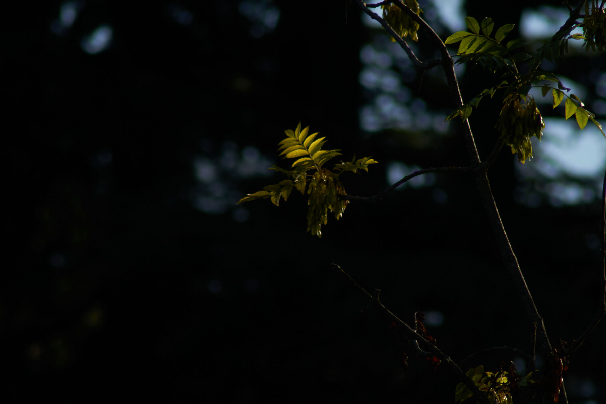 leaves dark background