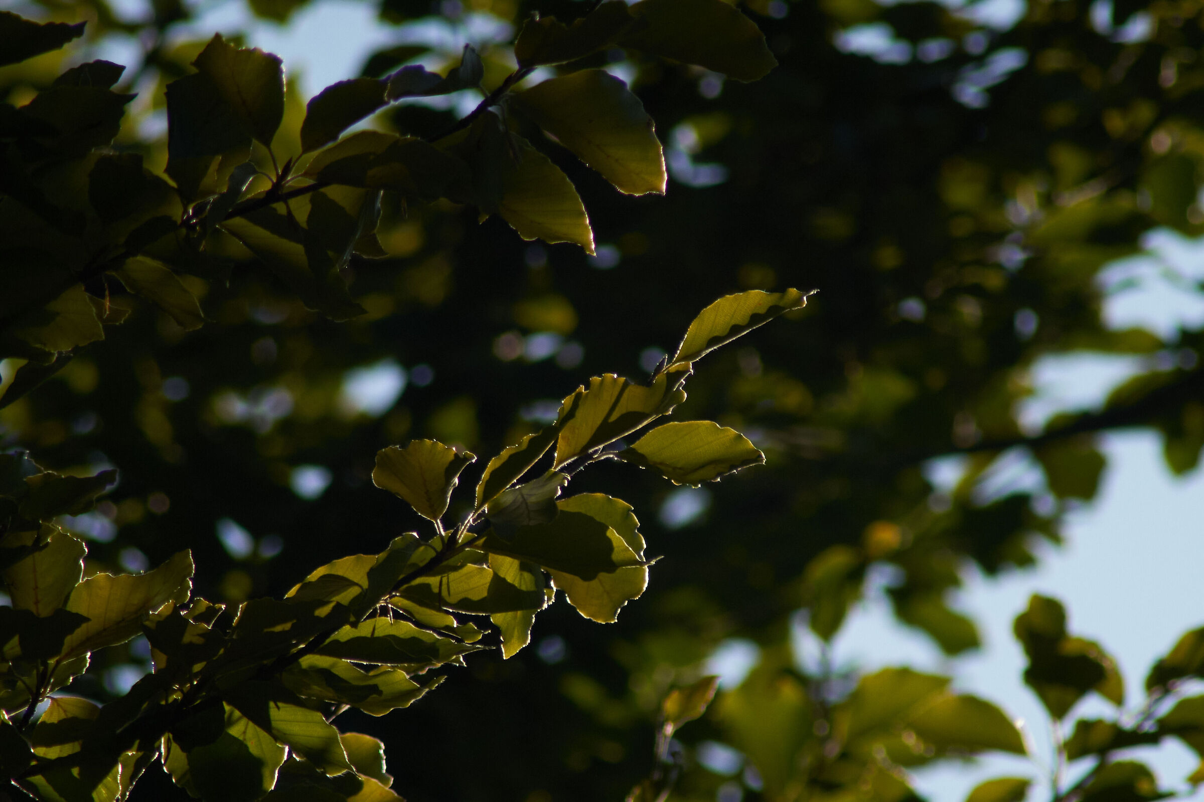 leaves in sunlight 6