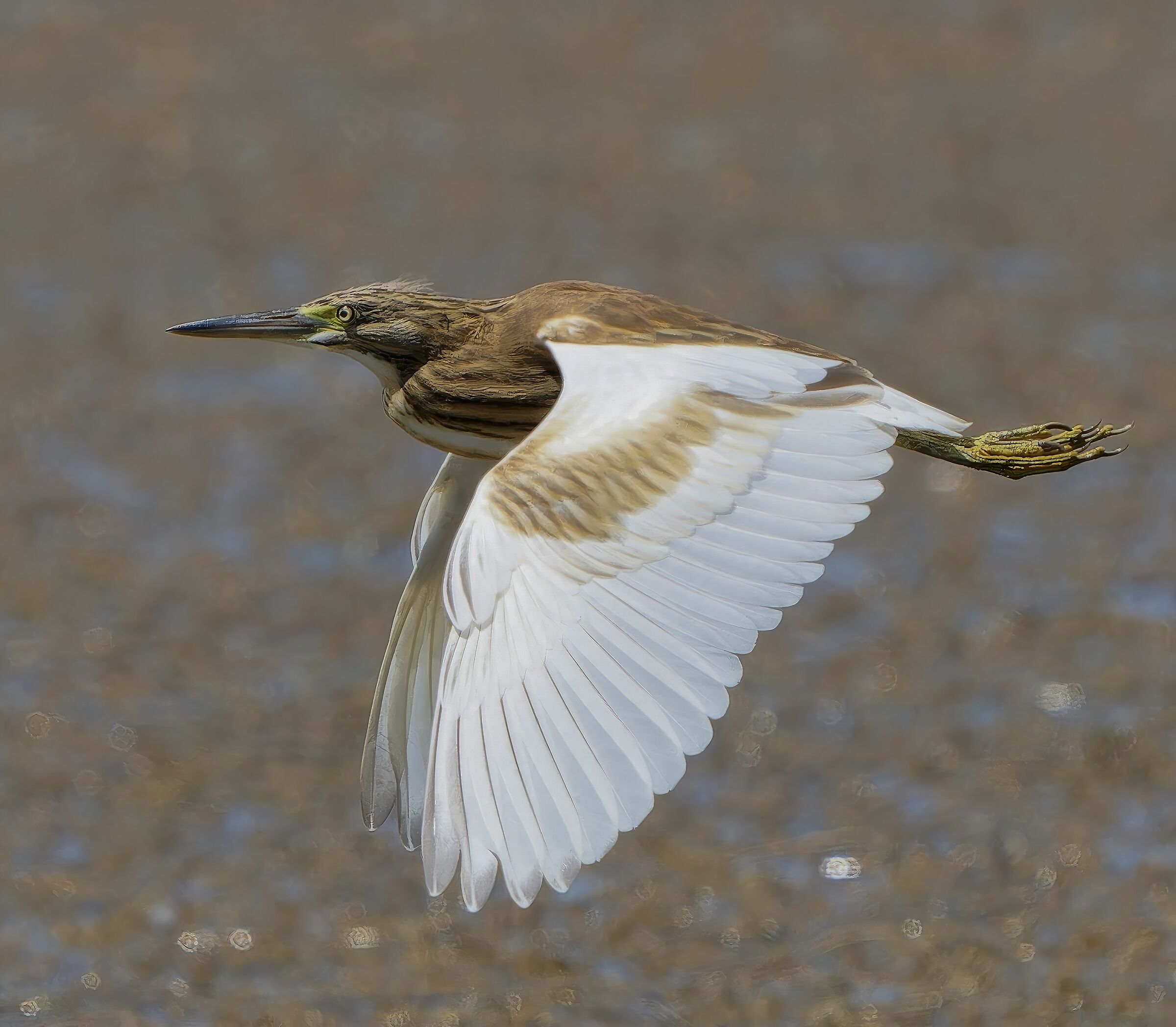 Squacco heron