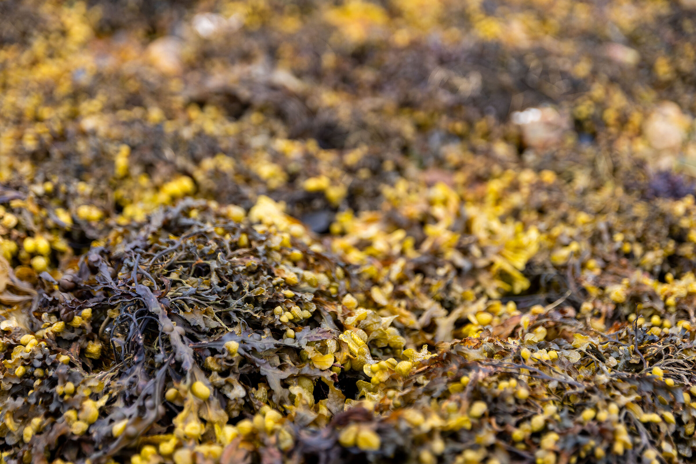 Fucus vesiculosus