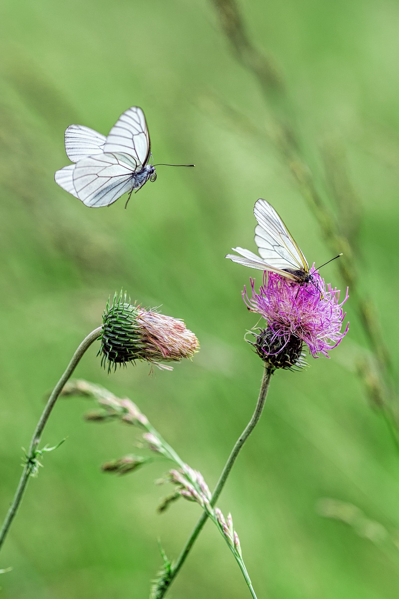 Incoming... for mating