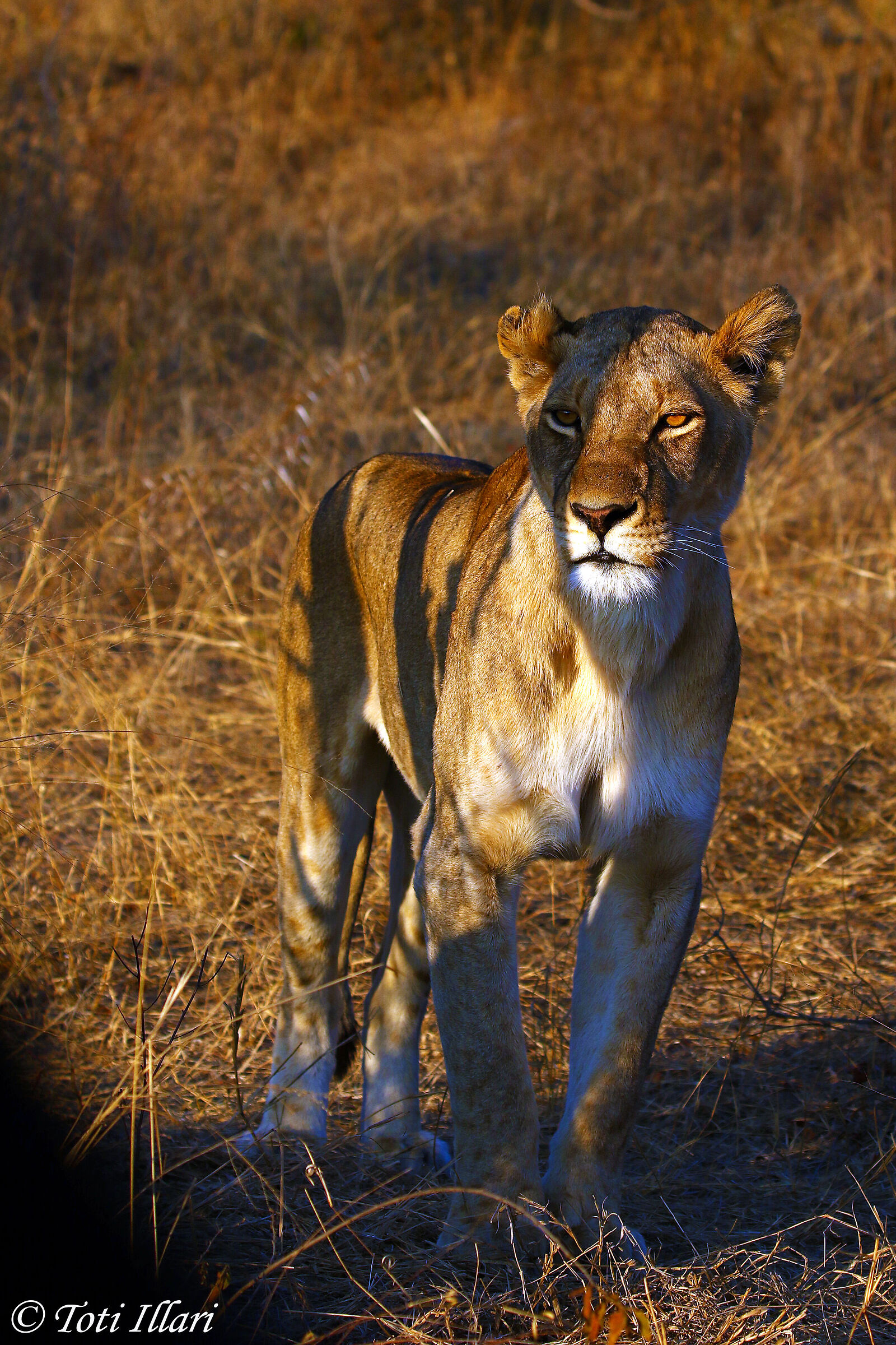 Leonessa in guardia (1)