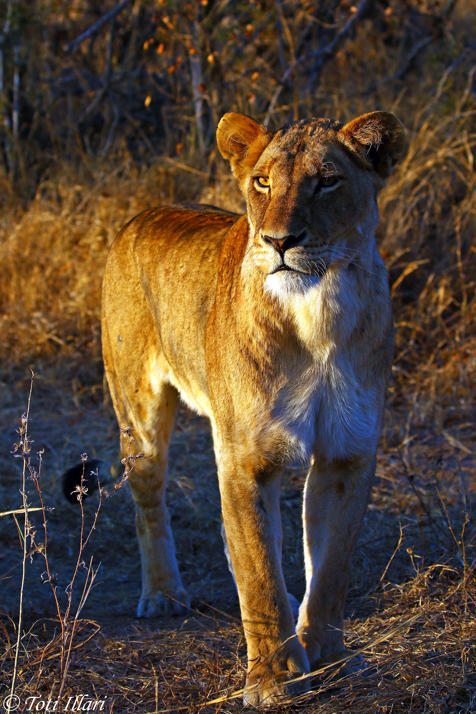 Leonessa in guardia (2)